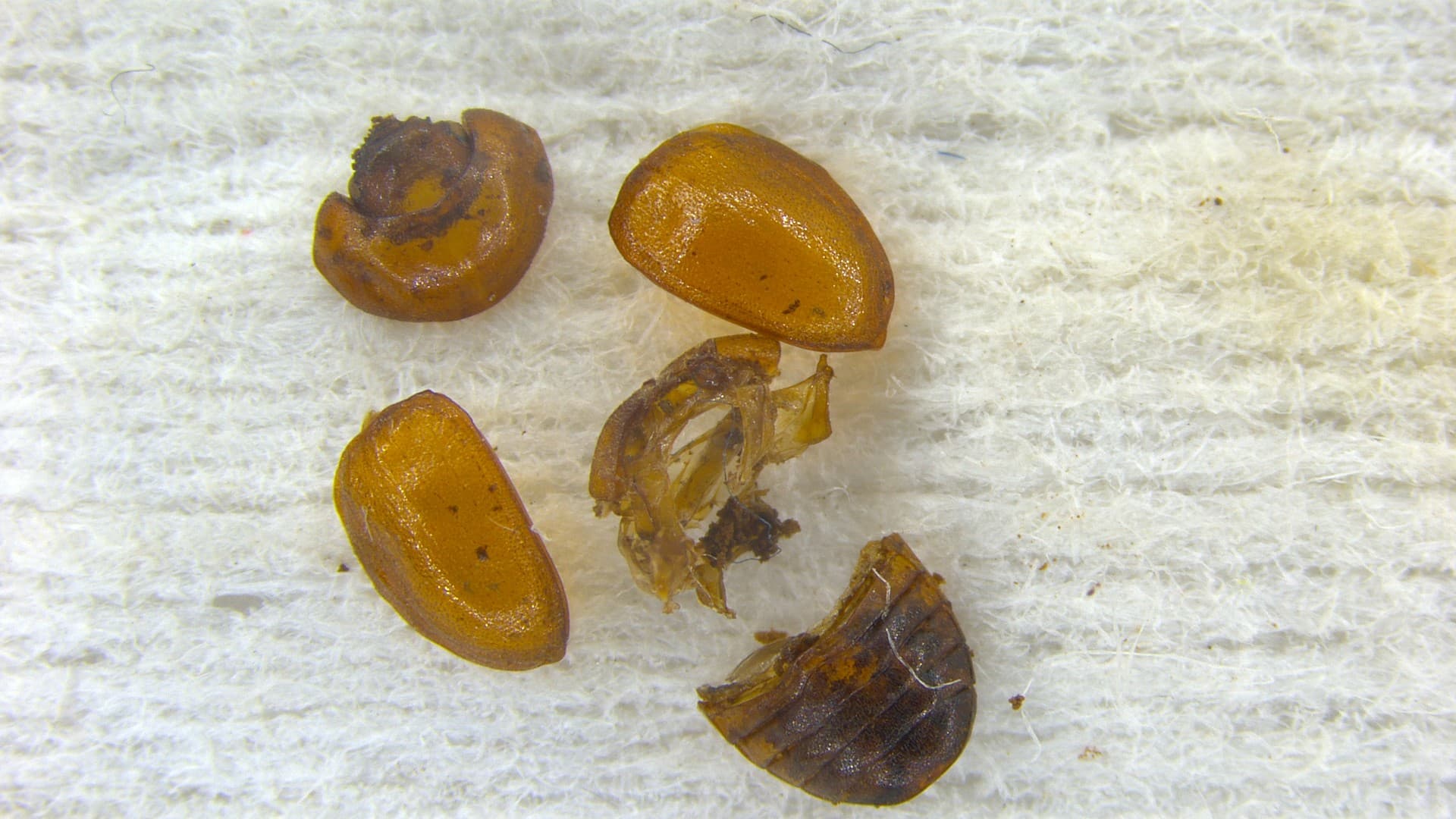 Kuva: Seppo Karjalainen Anitys rubens fragmentteja, joista laji tunnistettiin.