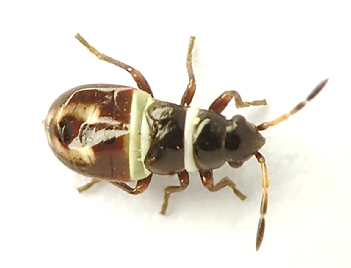 Kuva: Sampsa Malmberg Heterogaster artemisiae nymfi.