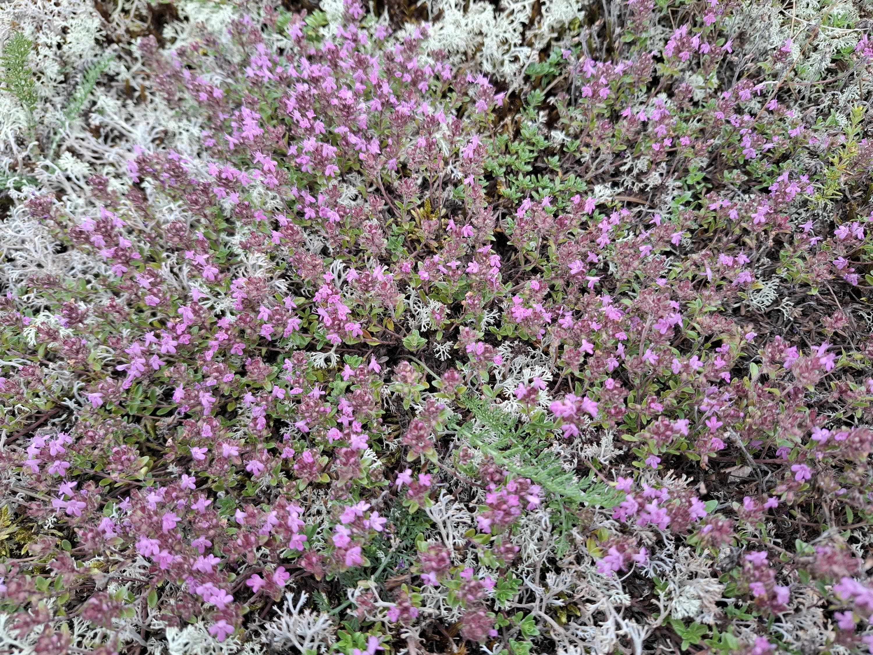 Kuva: Sampsa Malmberg Kangasajuruohoa.