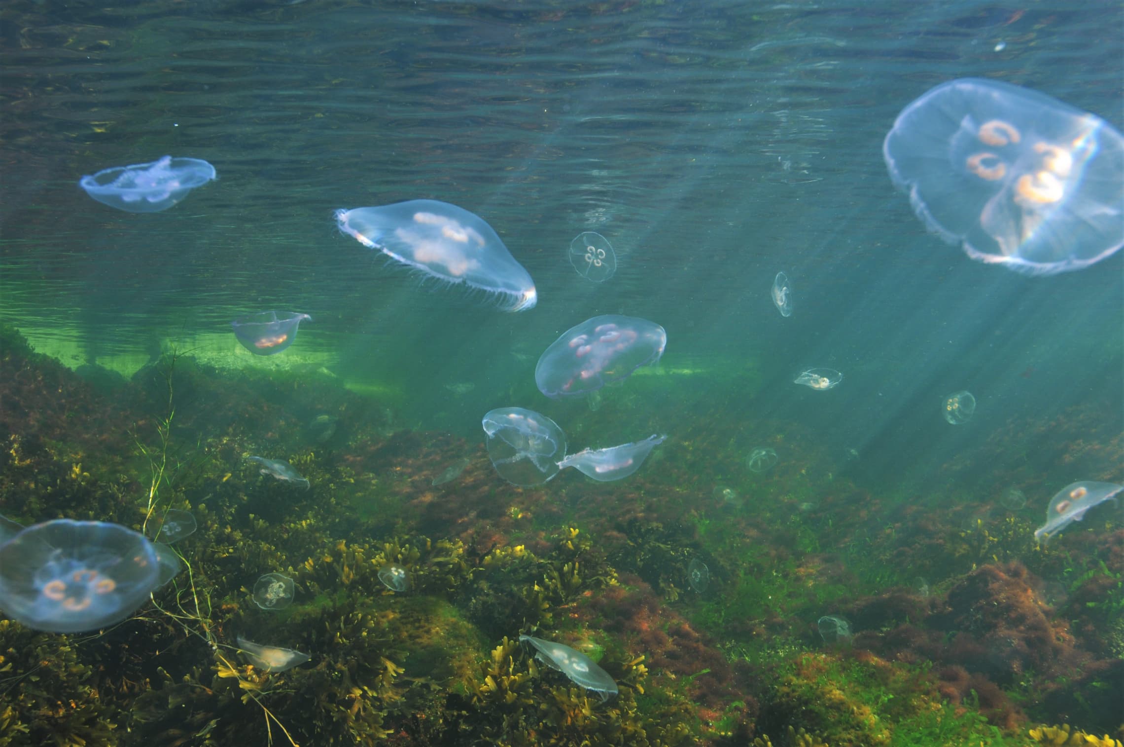 Kuva: Mats Westerbom Meduusat vedessä.