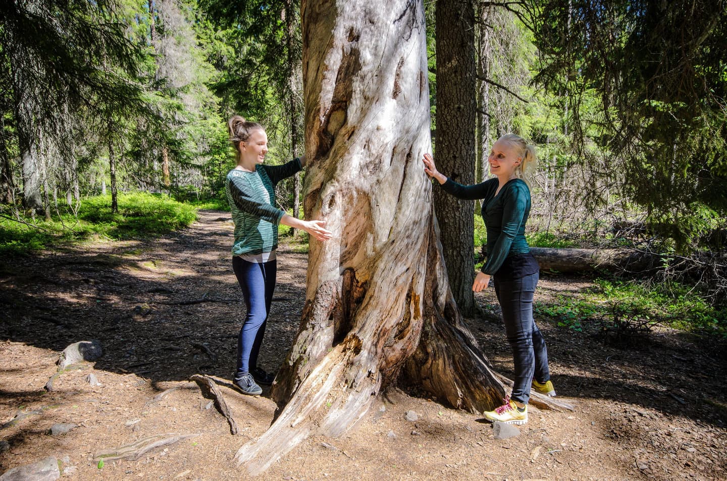 Kuva: Upe Nykänen Kaksi retkeilijää ison kelopuun molemmin puolin.