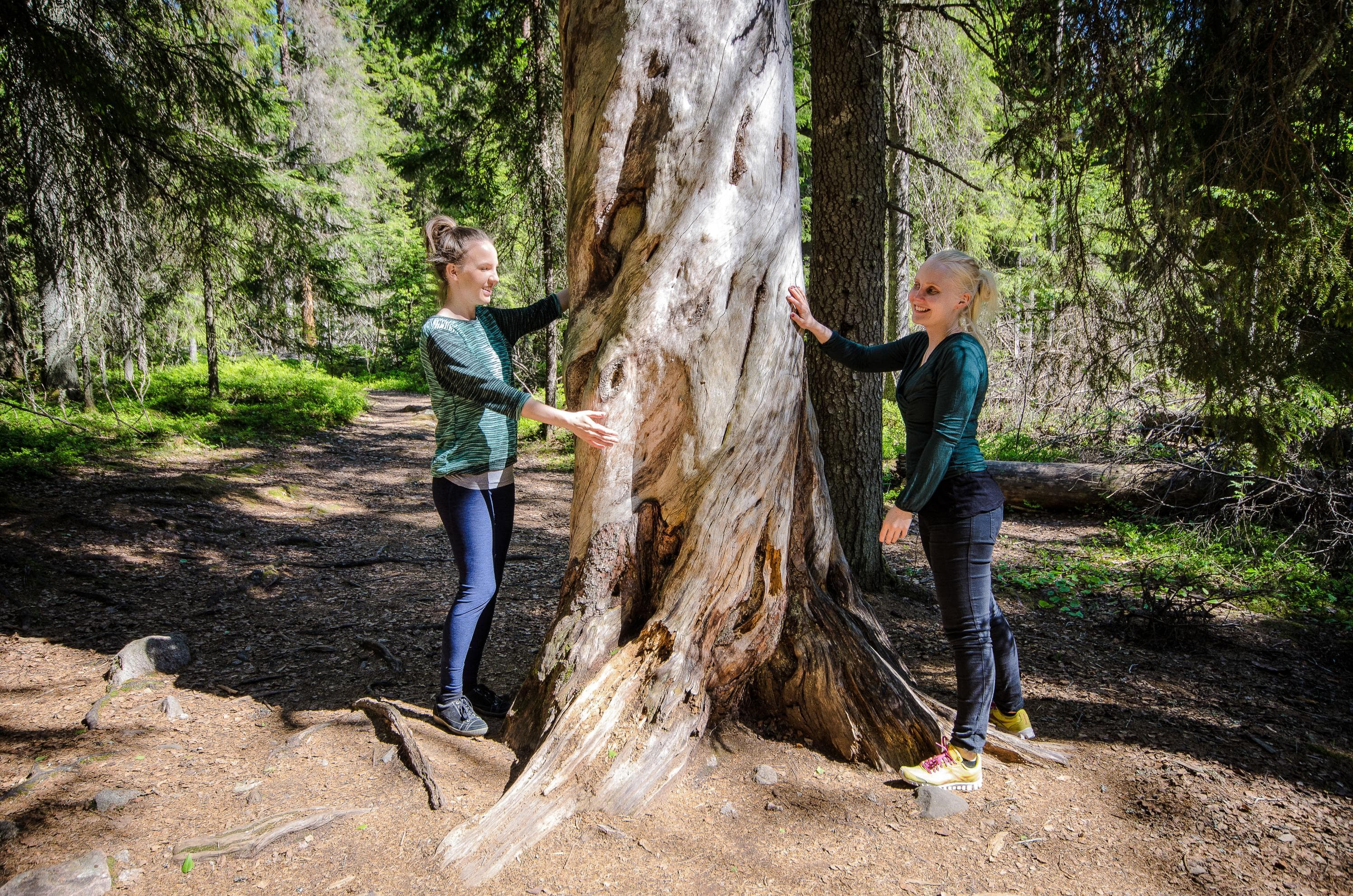 Kuva: Upe Nykänen Kaksi retkeilijää ison kelopuun molemmin puolin.