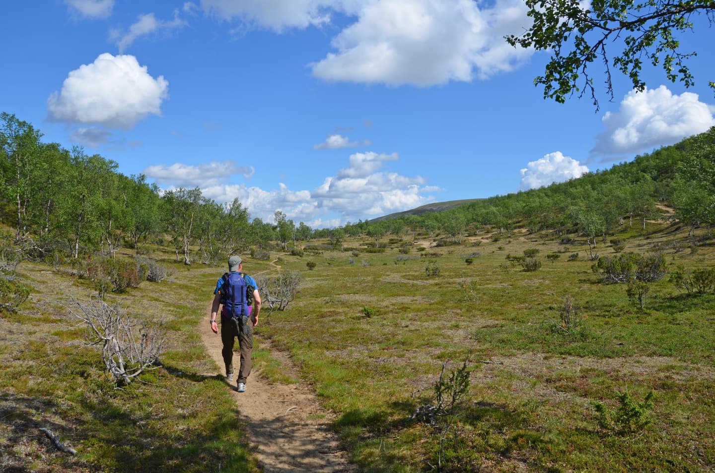 Kuva: Pasi Nivasalo Hiekkainen polku tunturimaastossa. Ympärillä kasvaa vain tunturikoivuja.