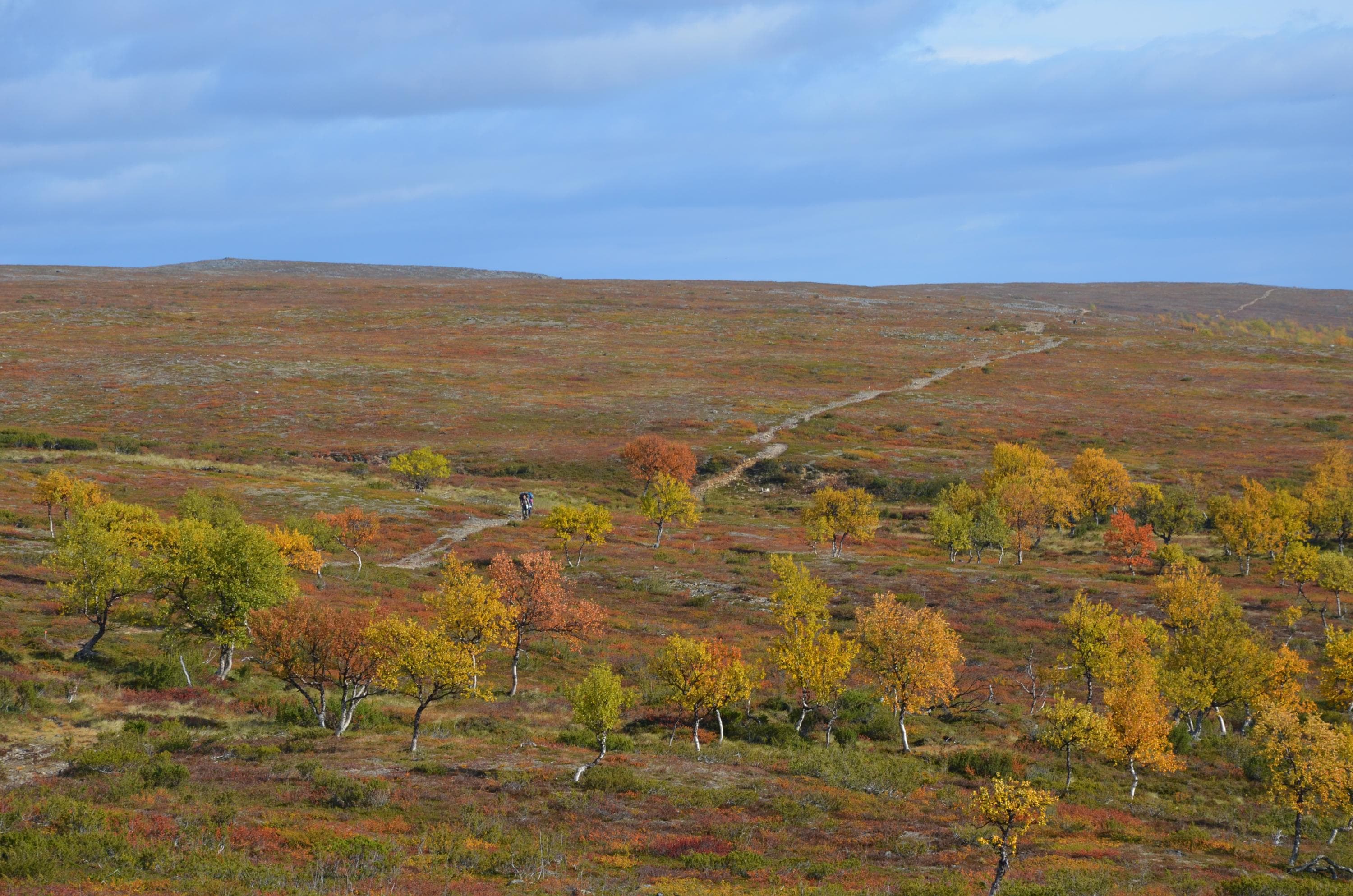 Bild: Pasi Nivasalo På fjällplatån finns det bara fjällbjörkar. På himlen finns några moln.