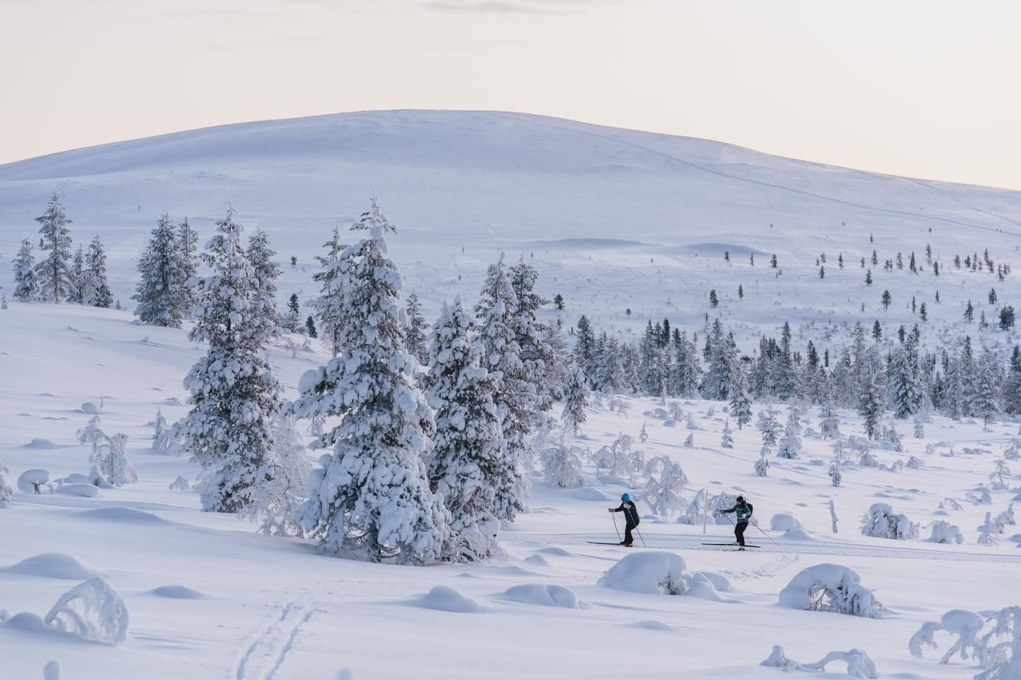 Image: Jaakko Posti A few pines grow on the slope of the fell. Two hikers are skiing on a maintained trail.