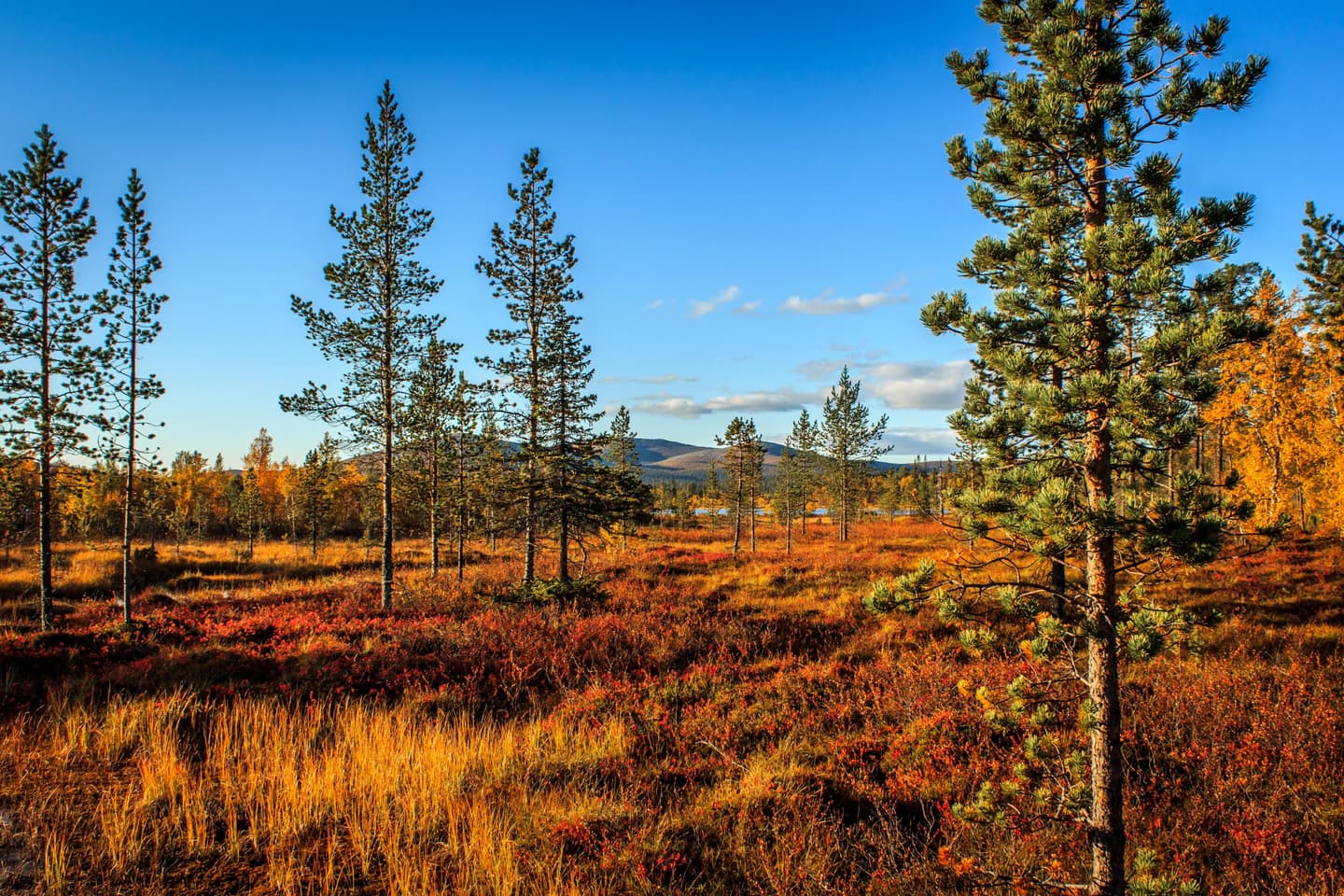 Image: Juha Kaipainen A few pines grow in the mire. In the background, you can see the fells and a lake.