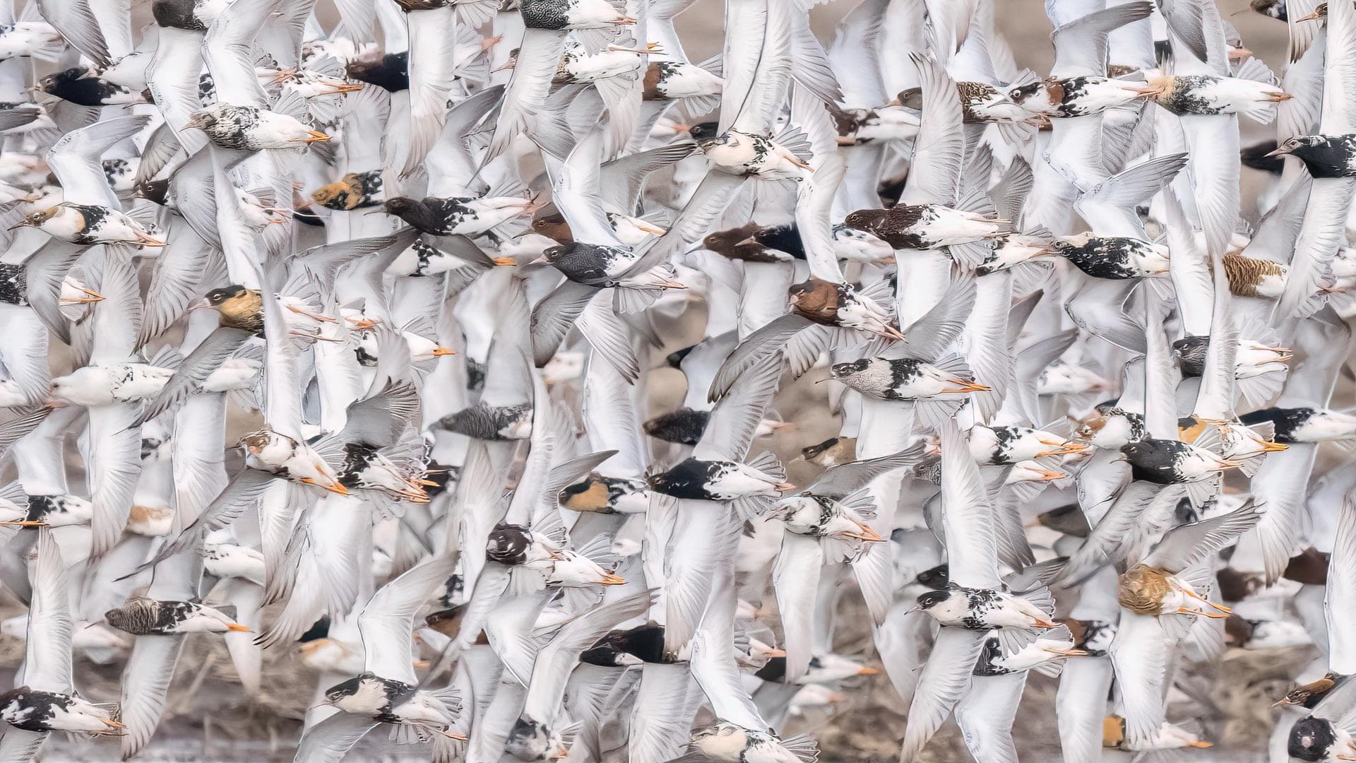 Valtavasti vaaleita lintuja lentää isossa parvessa.