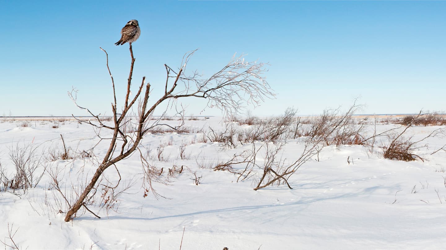 Image: Mika Honkalinna An owl at the top of a low tree in a snowy open area.