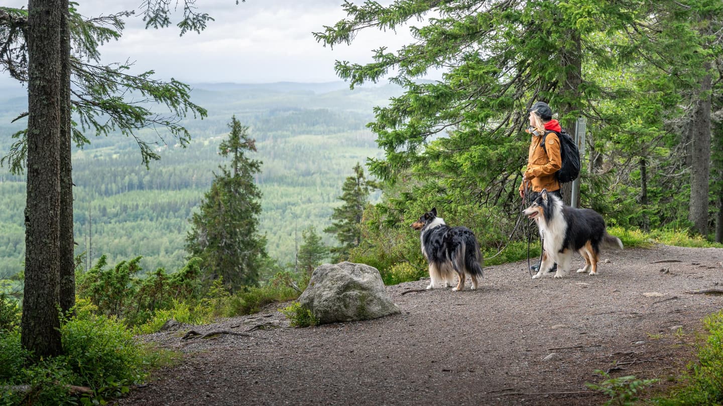 Image: Mitja Piipponen A backpacked hiker on a wide trail in beautiful hill scenery with two dogs.