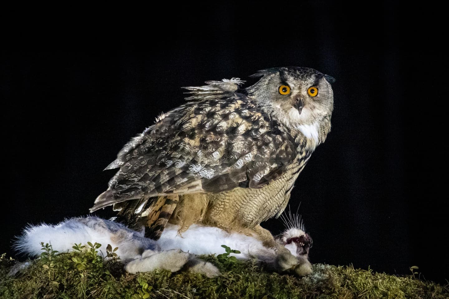 Image: Ismo Lampi An owl perched in the dark.