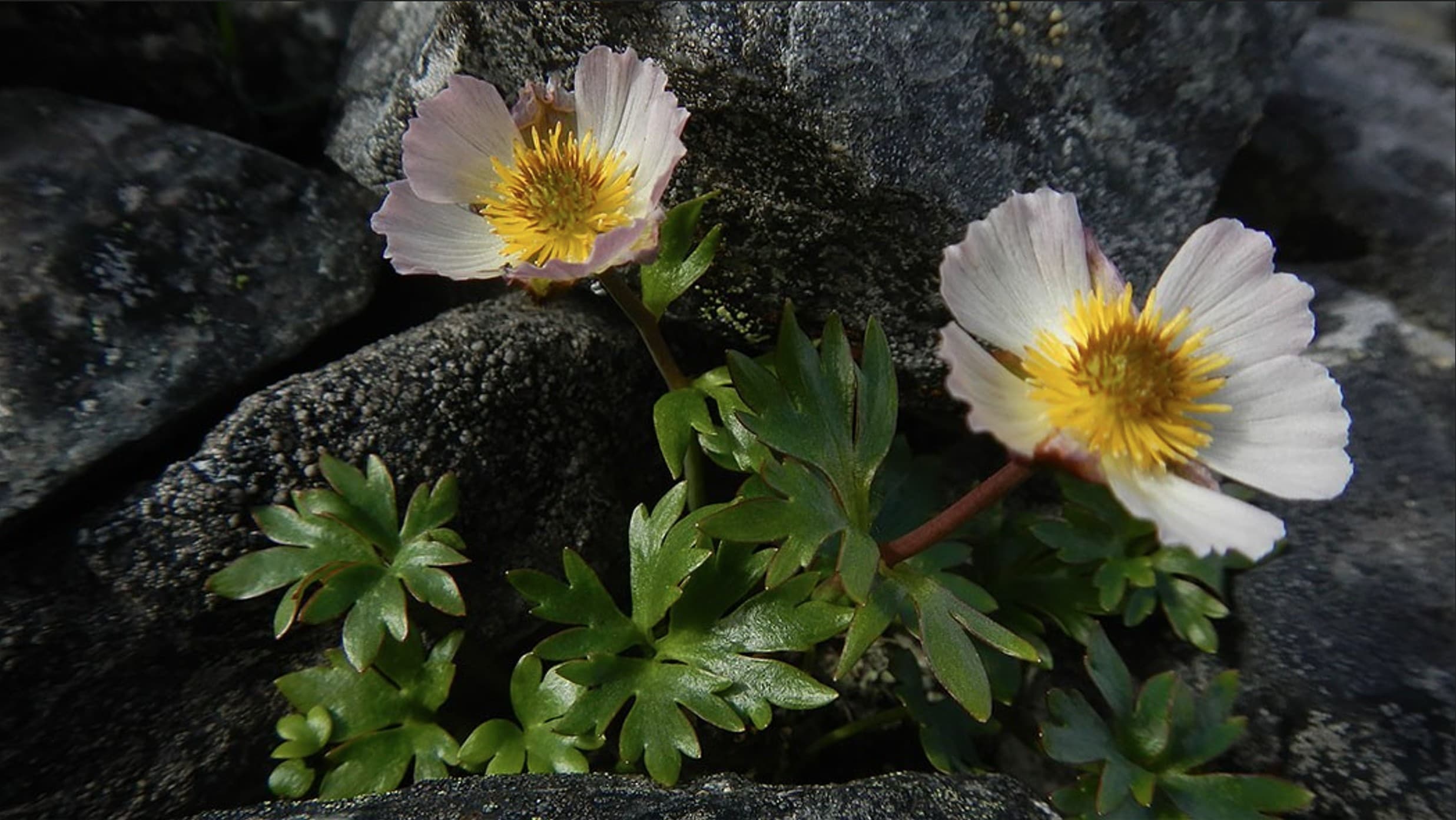 Kuva: Saara Tynys Kaksi kukkaa kasvaa kivien keskellä.