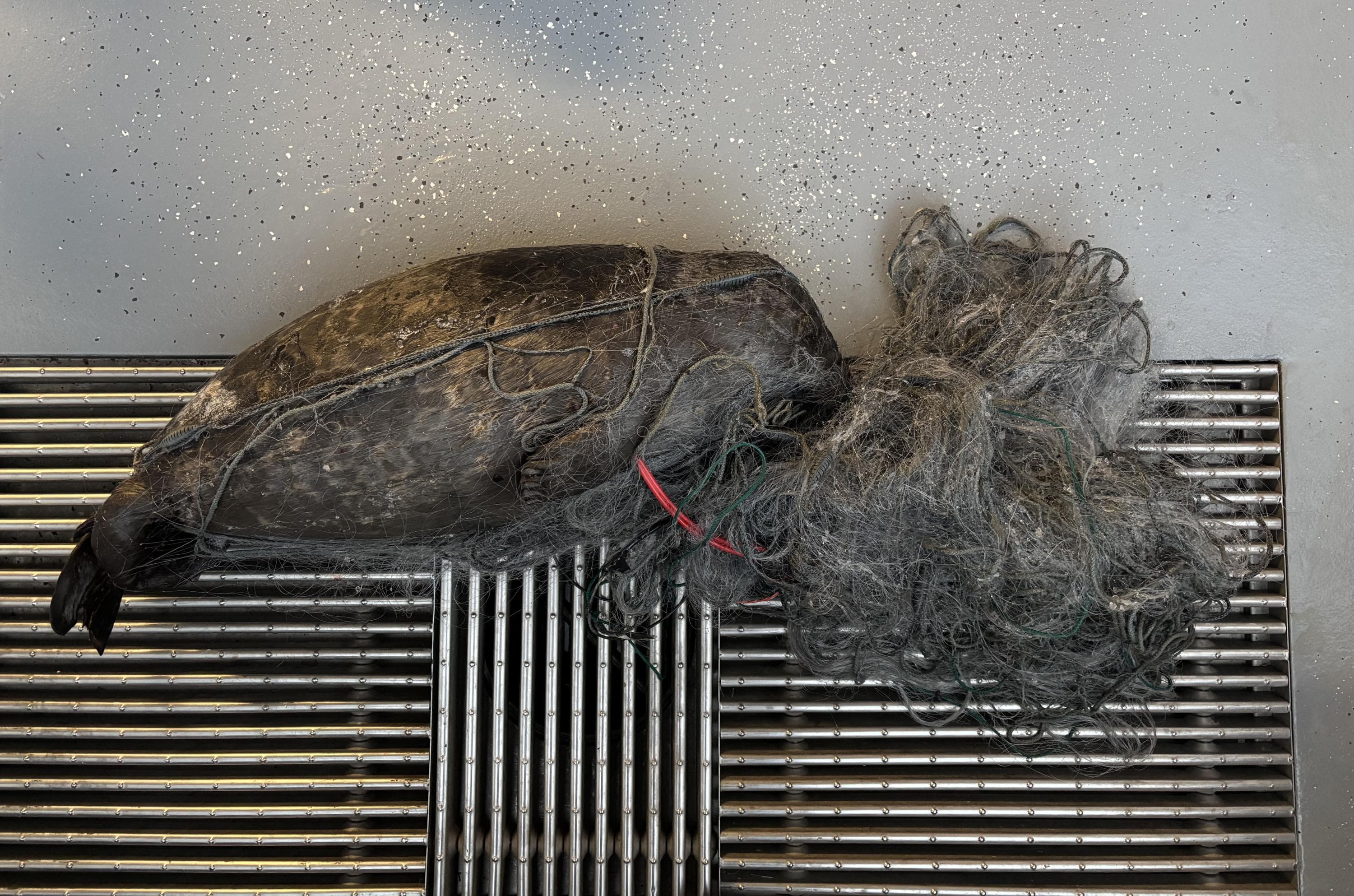 Kuva: Metsähallitus Pieni kuollut norppa sotkeutuneena kalaverkkoon.