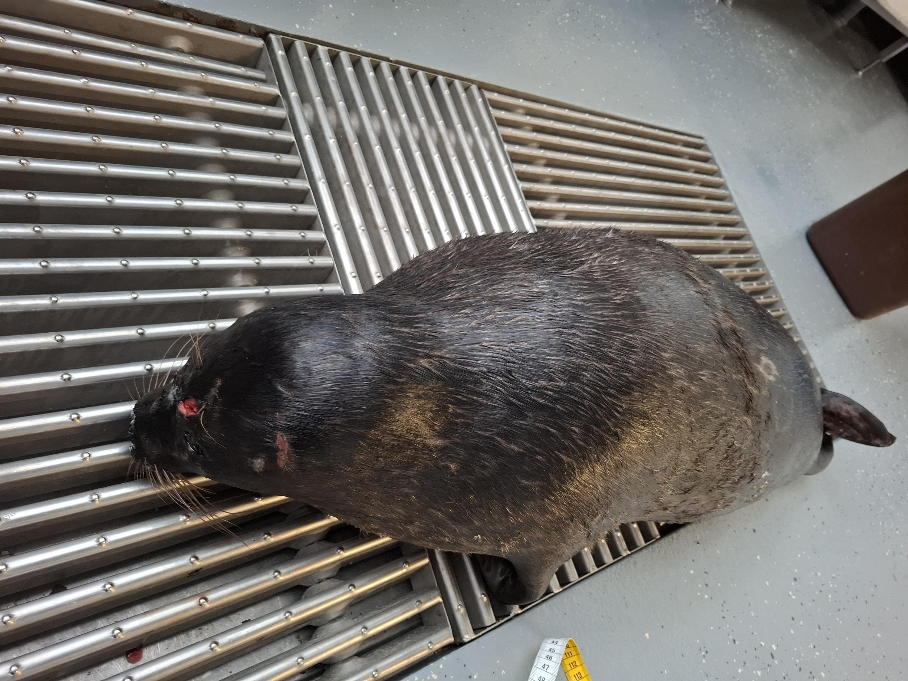 Kuva: Metsähallitus Kuollut saimaannorppa.