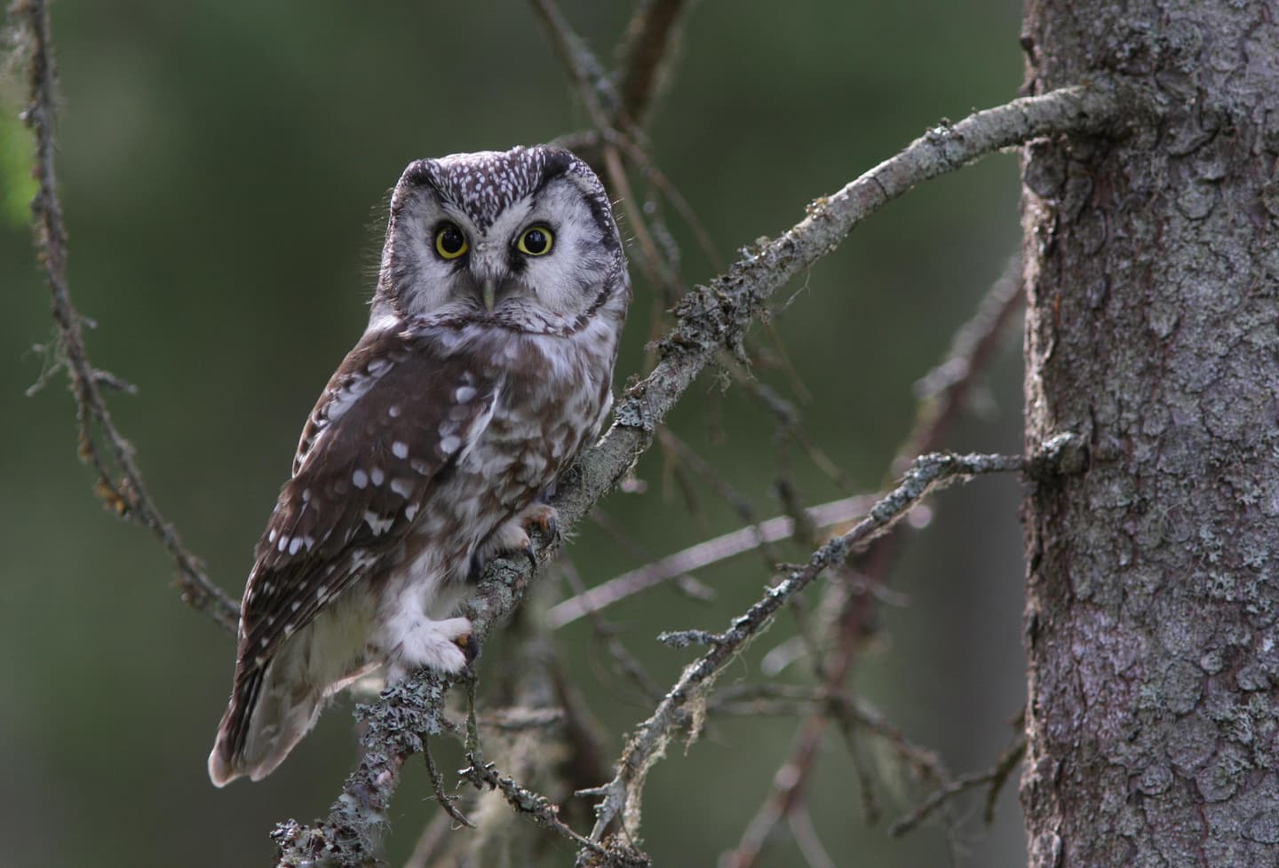 Image: Ismo Nousiainen /Taikapolku An owl sitting on a tree branch.