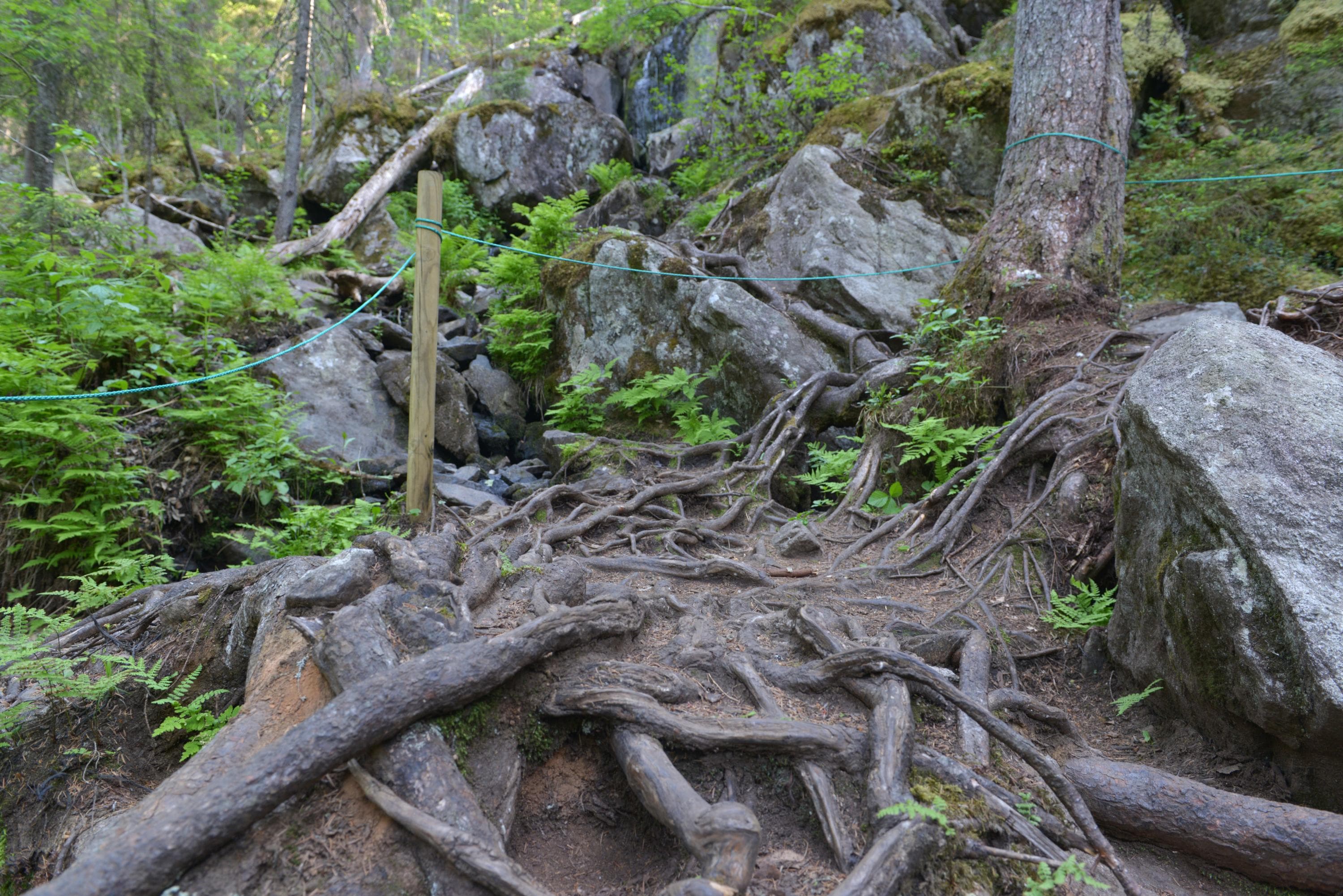Kuva: Katja Vuorensyrjä Maasto on hyvin kulunutt ja puiden juuret ovat nousseet kauttaaltaan koholle.
