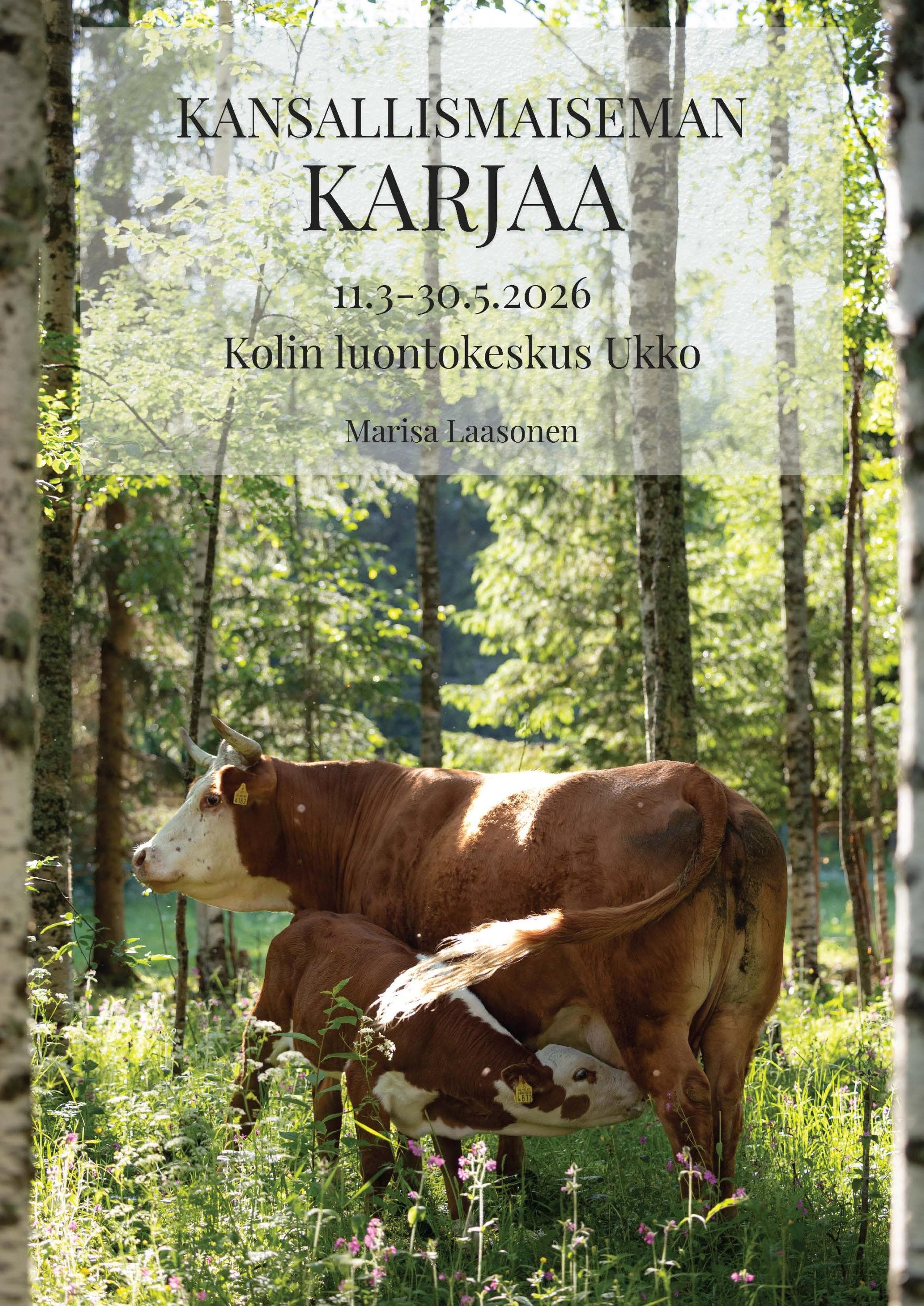 Kuva: Marisa Laasonen Näyttelyjuliste, jonka kuvassa on emolehmä ja vasikka metsälaitumella.