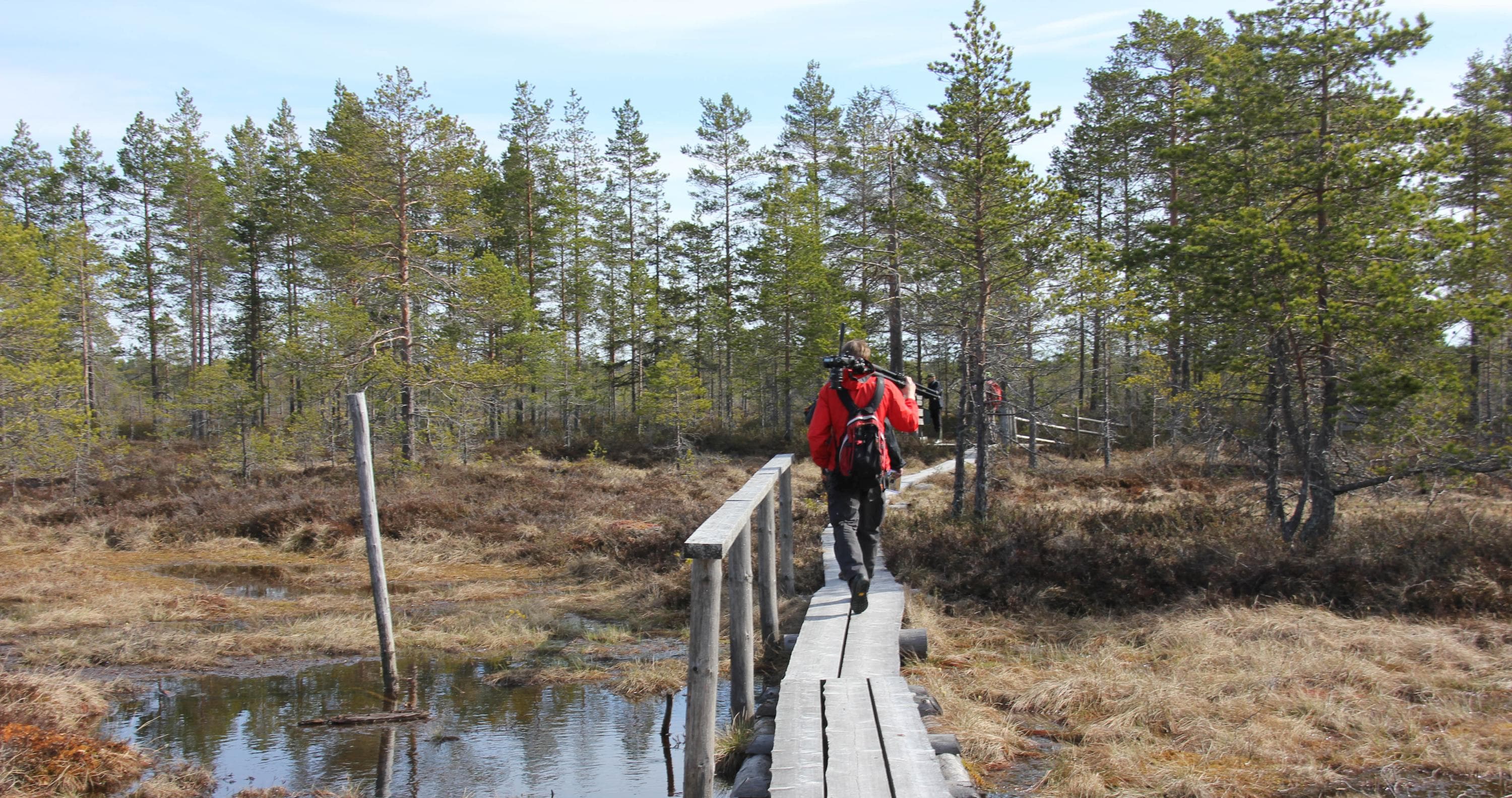 Kuva: Sari Airas Retkeilijä pitkospuilla. Taustalla keväistä suomaisemaa.