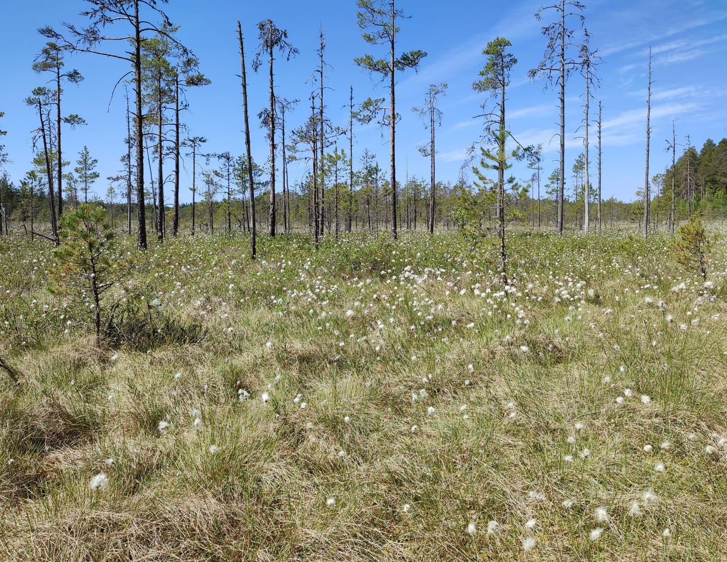 Image: Jussi Helimäki Cotton grass in the foreground of a mire with sparse trees on a sunny day.