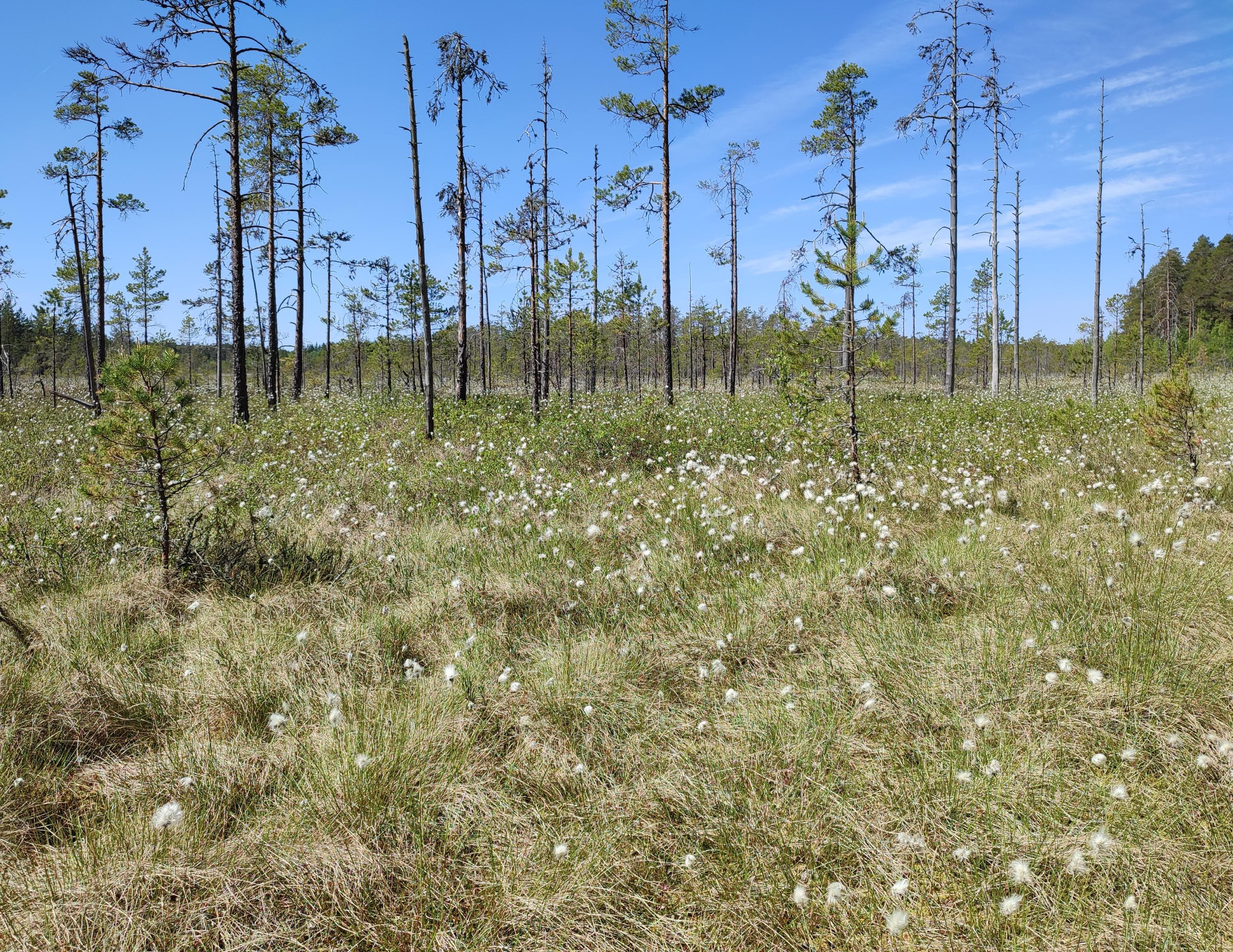Kuva: Jussi Helimäki Tupasvilloja harvojen puiden etualalla suolla aurinkoisena päivänä.