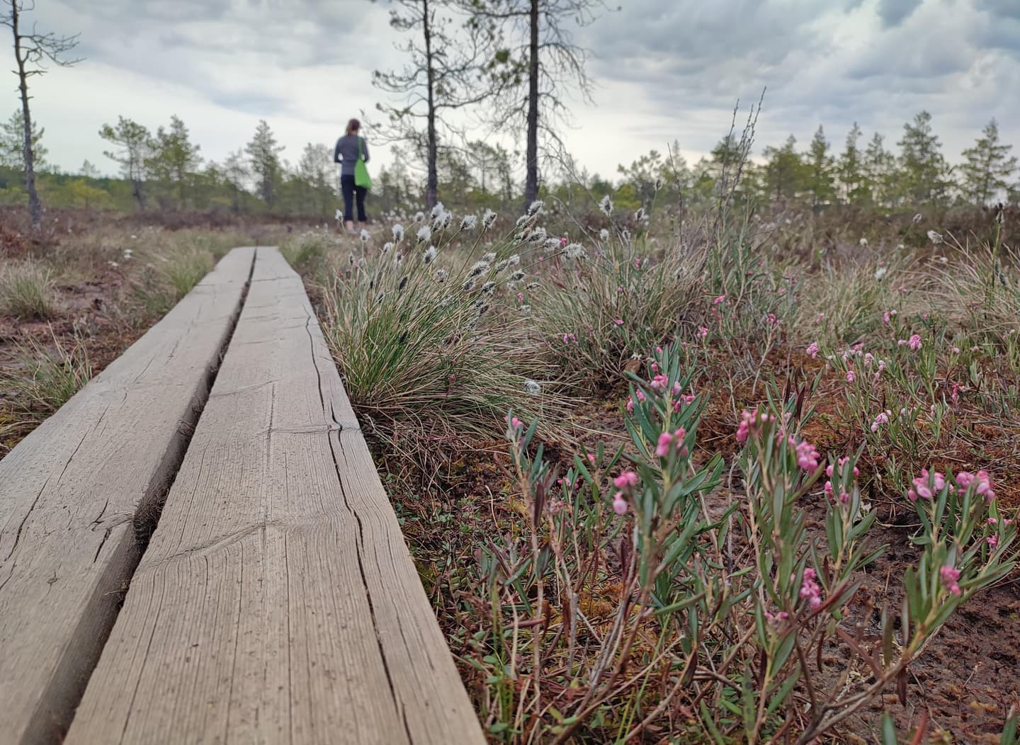 Image: Jussi Helimäki Boardwalks and mire vegetation in the foreground. Further away, a hiker carrying a bag.