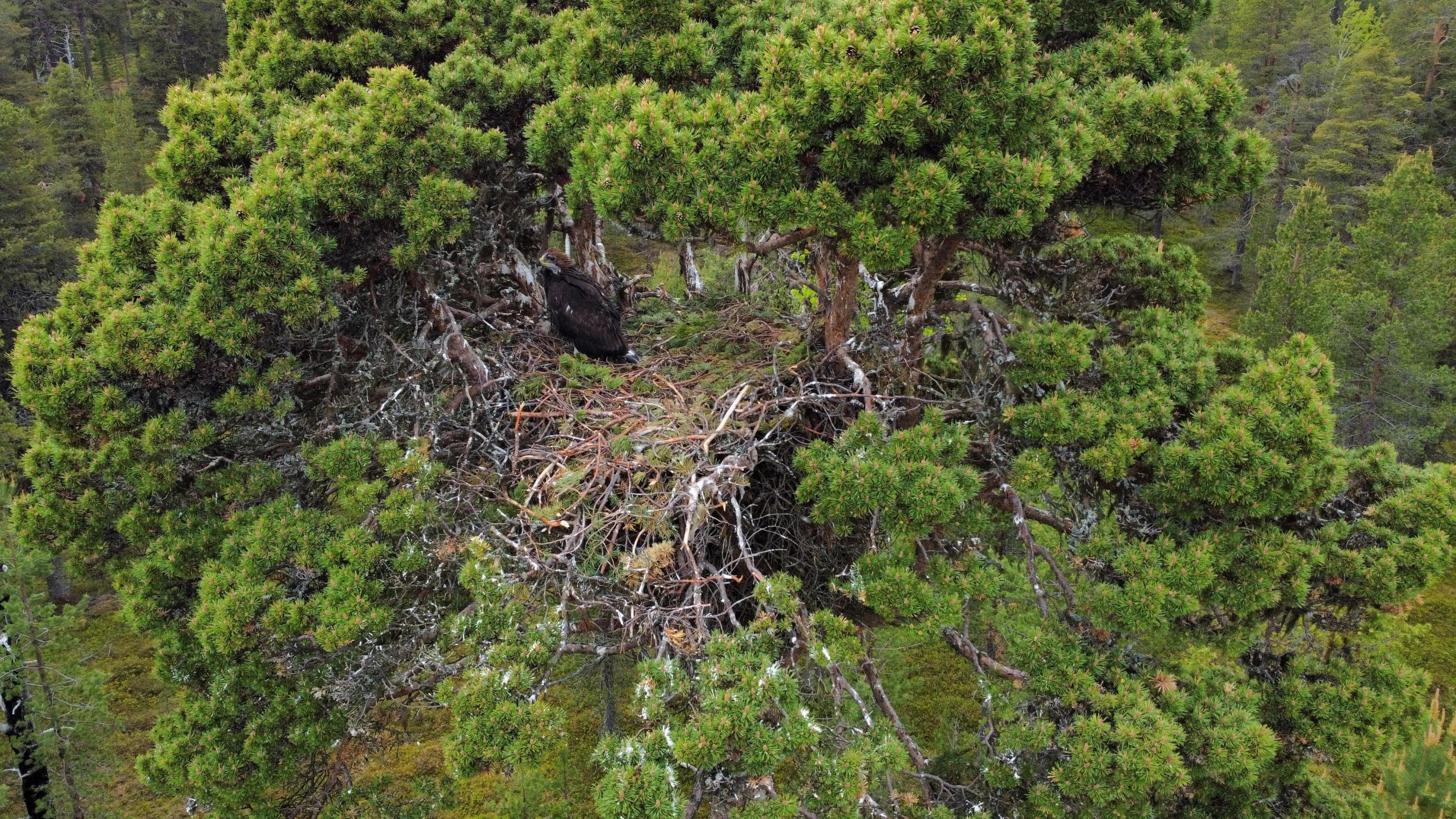 Kuva: Eetu Sundval Lähes lentokykyinen poikanen suuren männyn latvassa olevassa risupesässä.
