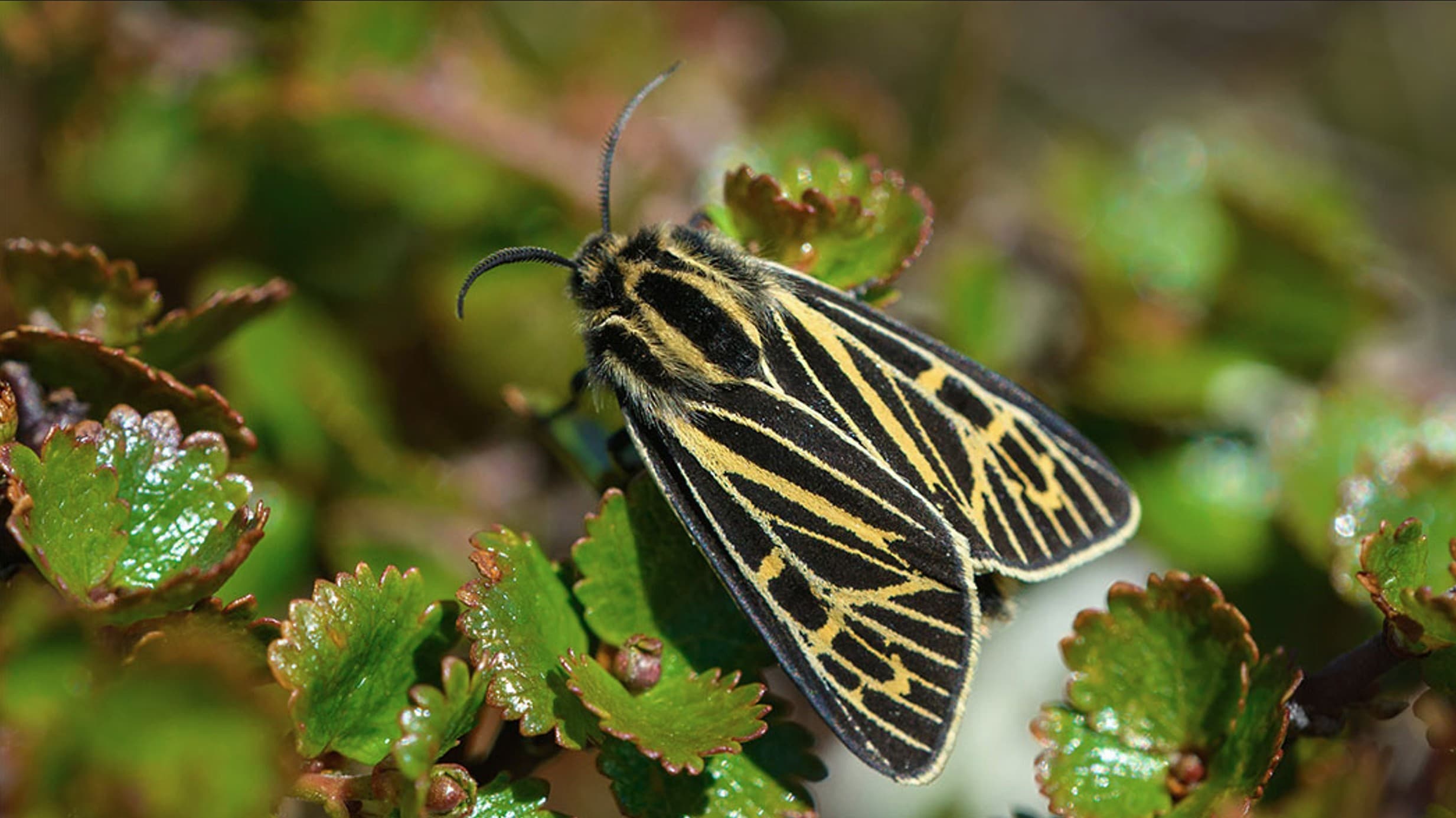 Kuva: Teppo Salmela Perhonen istuu lehdellä.