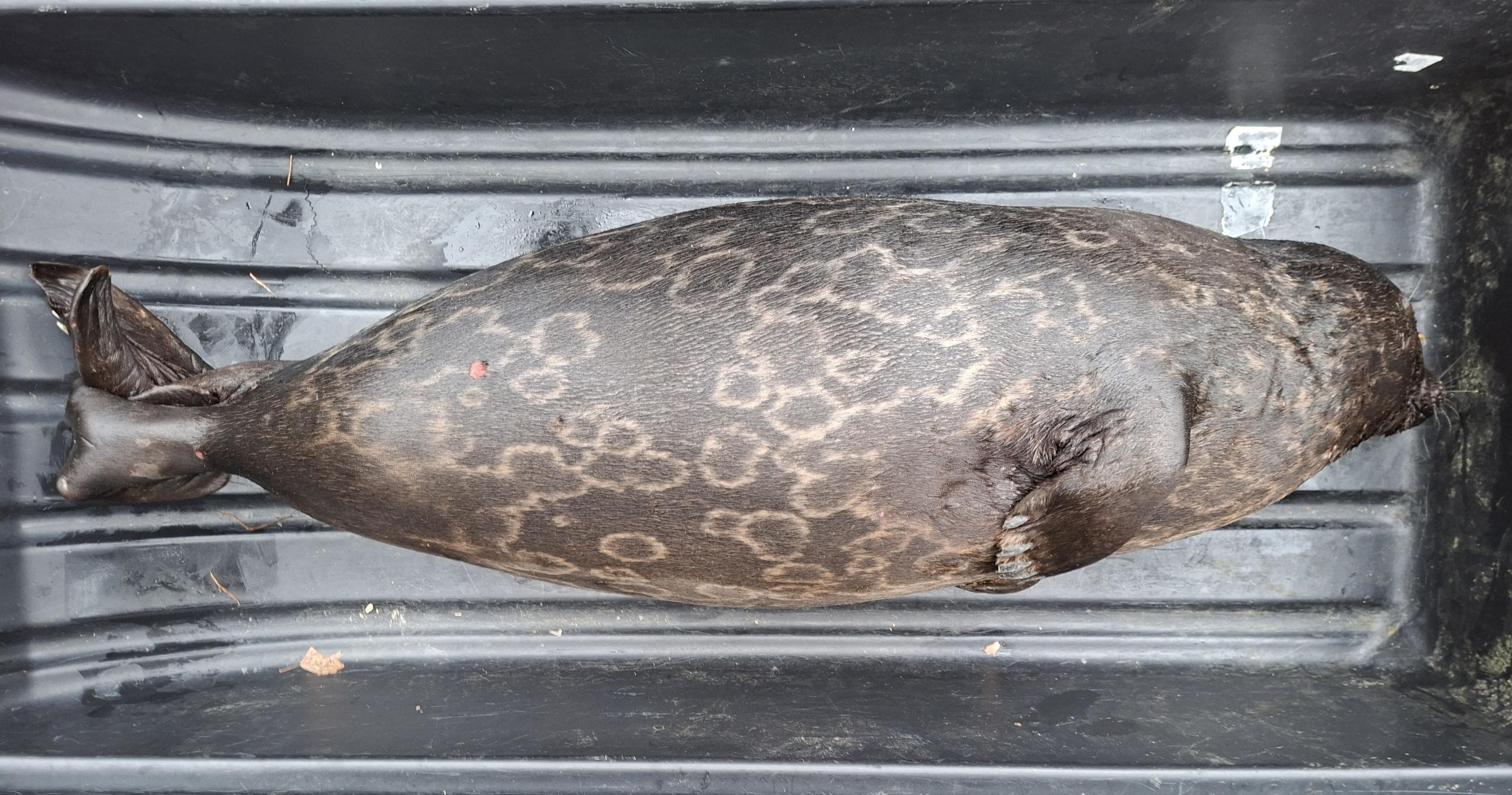 Kuva: Metsähallitus Norppa makaa ahkiossa.