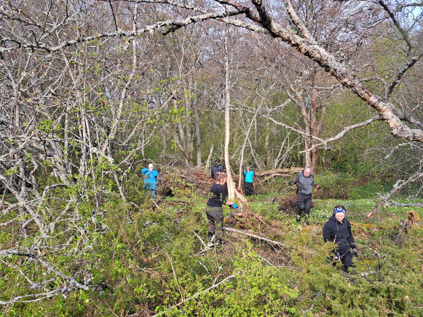 Kuva: Markus Jaskari Ihmiset raivaavat ryteikköistä metsää.