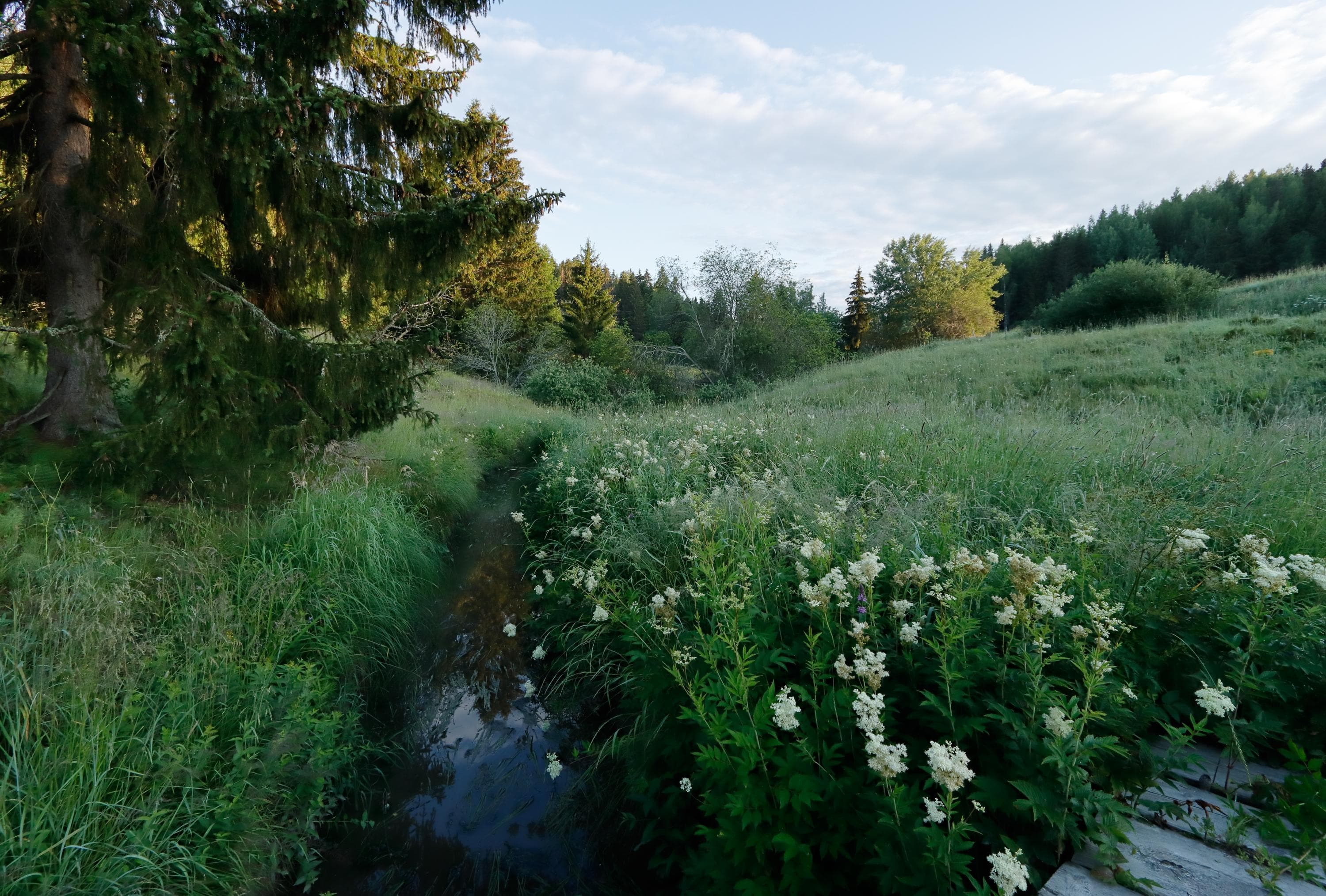 Kuva: Jussi Helimäki Rehevä oja kulkee niityn ja metsä välillä.