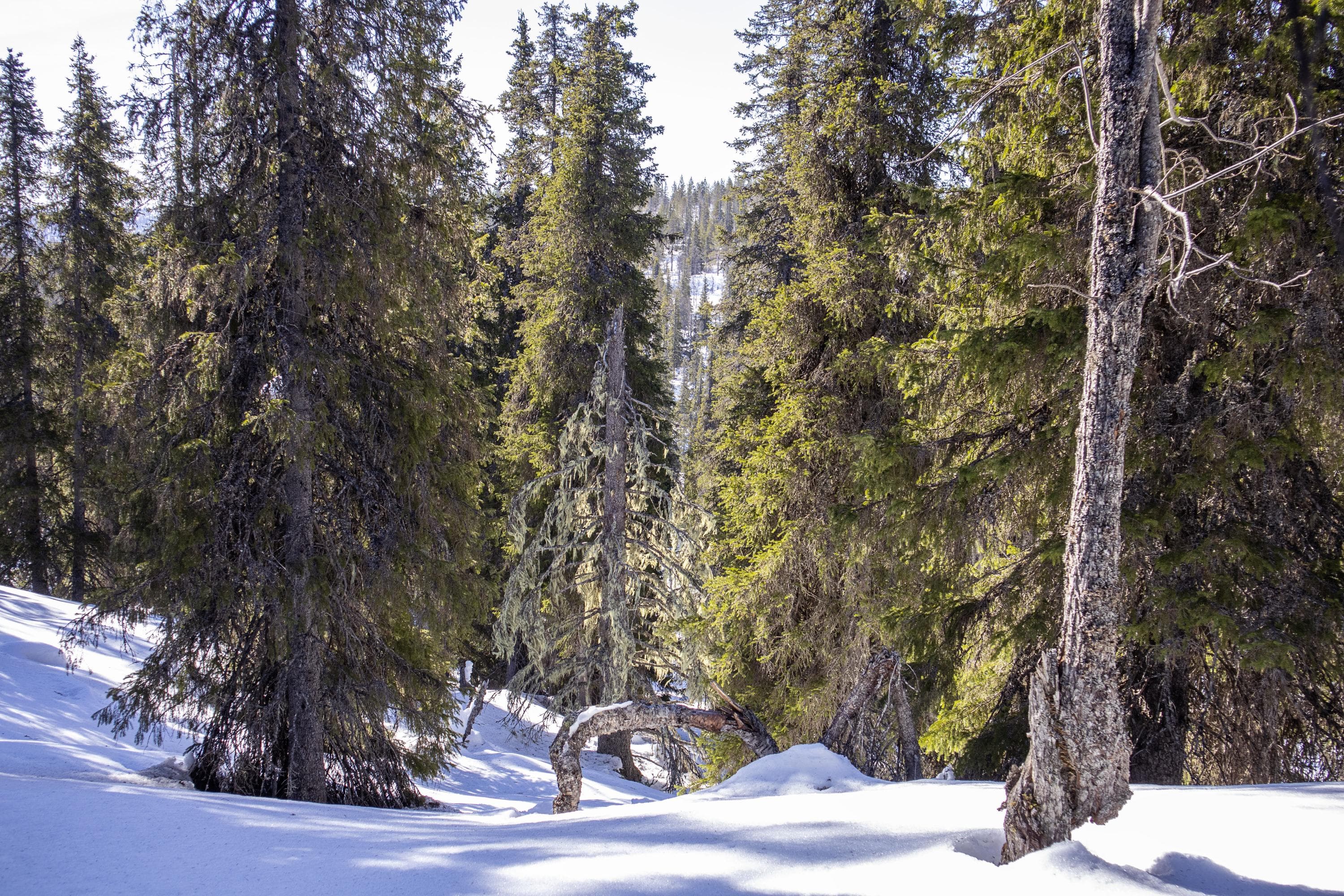 Kuva: Anna Pakkanen Naavaista metsää rinteessä. Maassa on lunta.