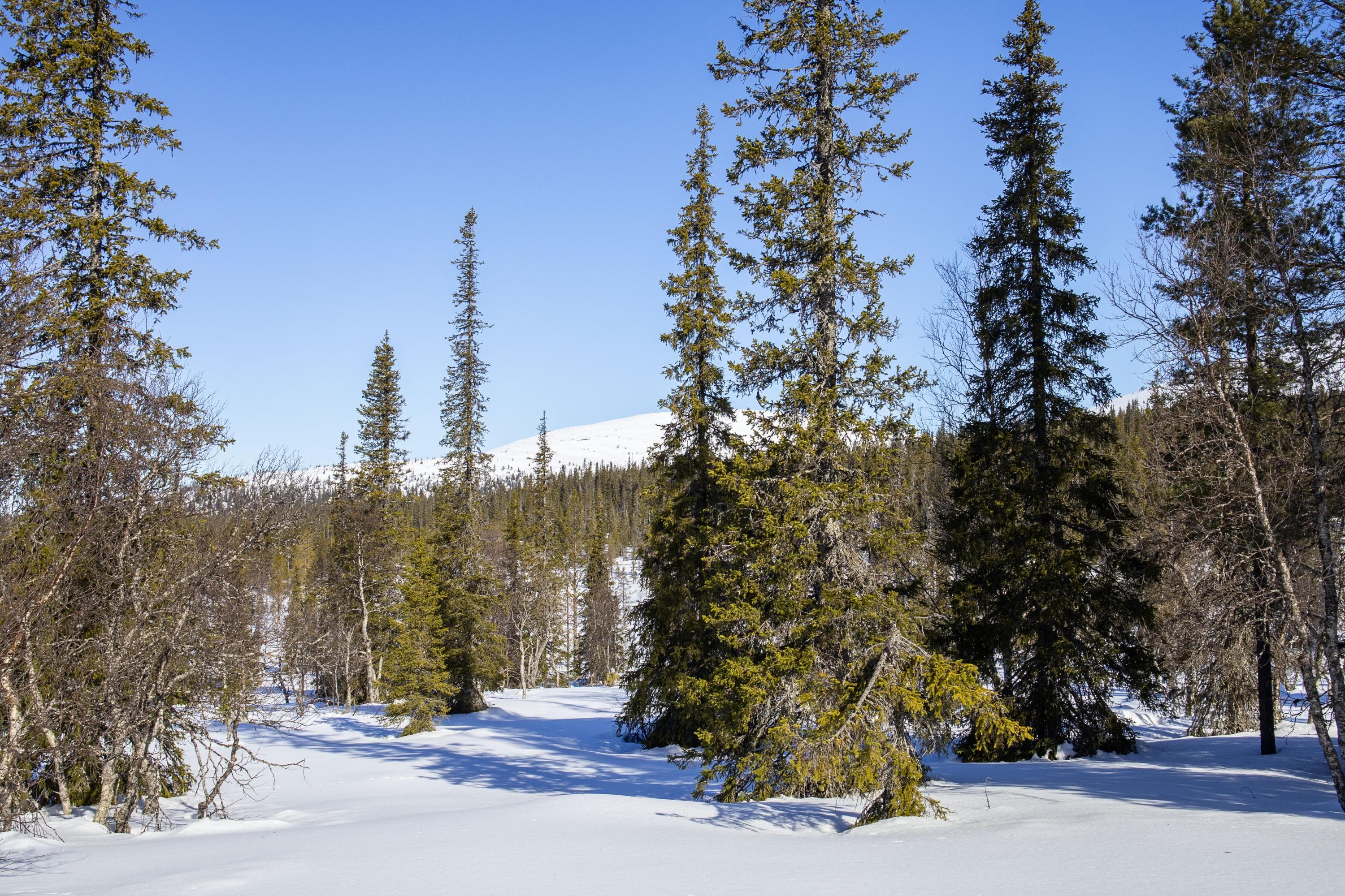 Kuva: Anna Pakkanen Metsää tunturin juurella. Maa on lumen peitossa.