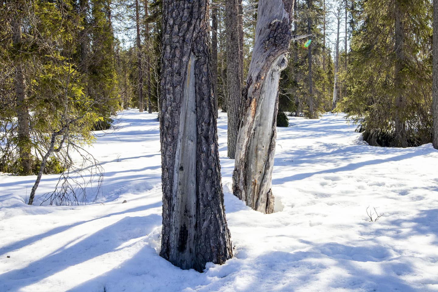 Kuva: Anna Pakkanen Keloja etualalla metsässä. Puiden varjoja näkyy hangella.