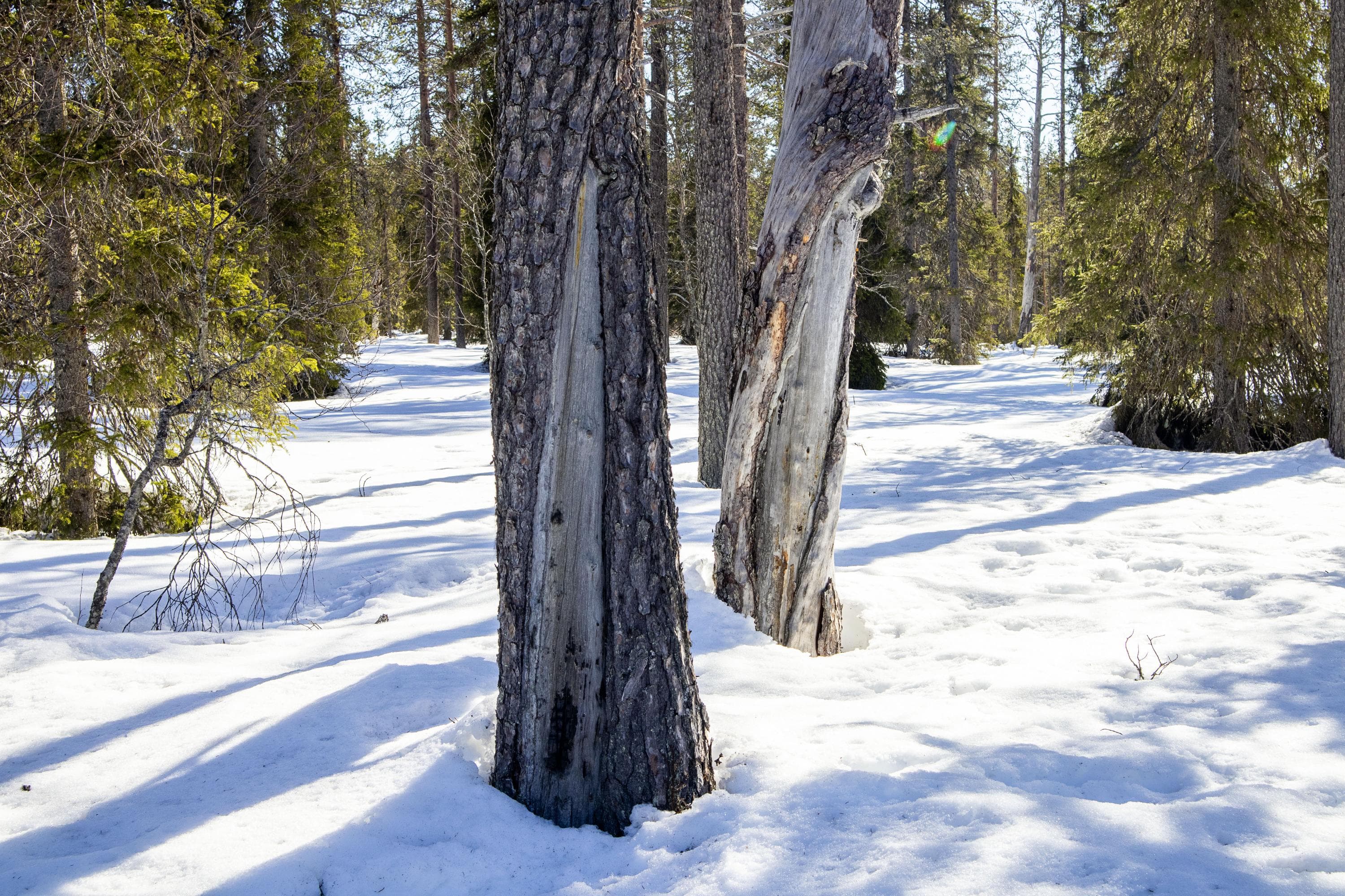 Kuva: Anna Pakkanen Keloja etualalla metsässä. Puiden varjoja näkyy hangella.