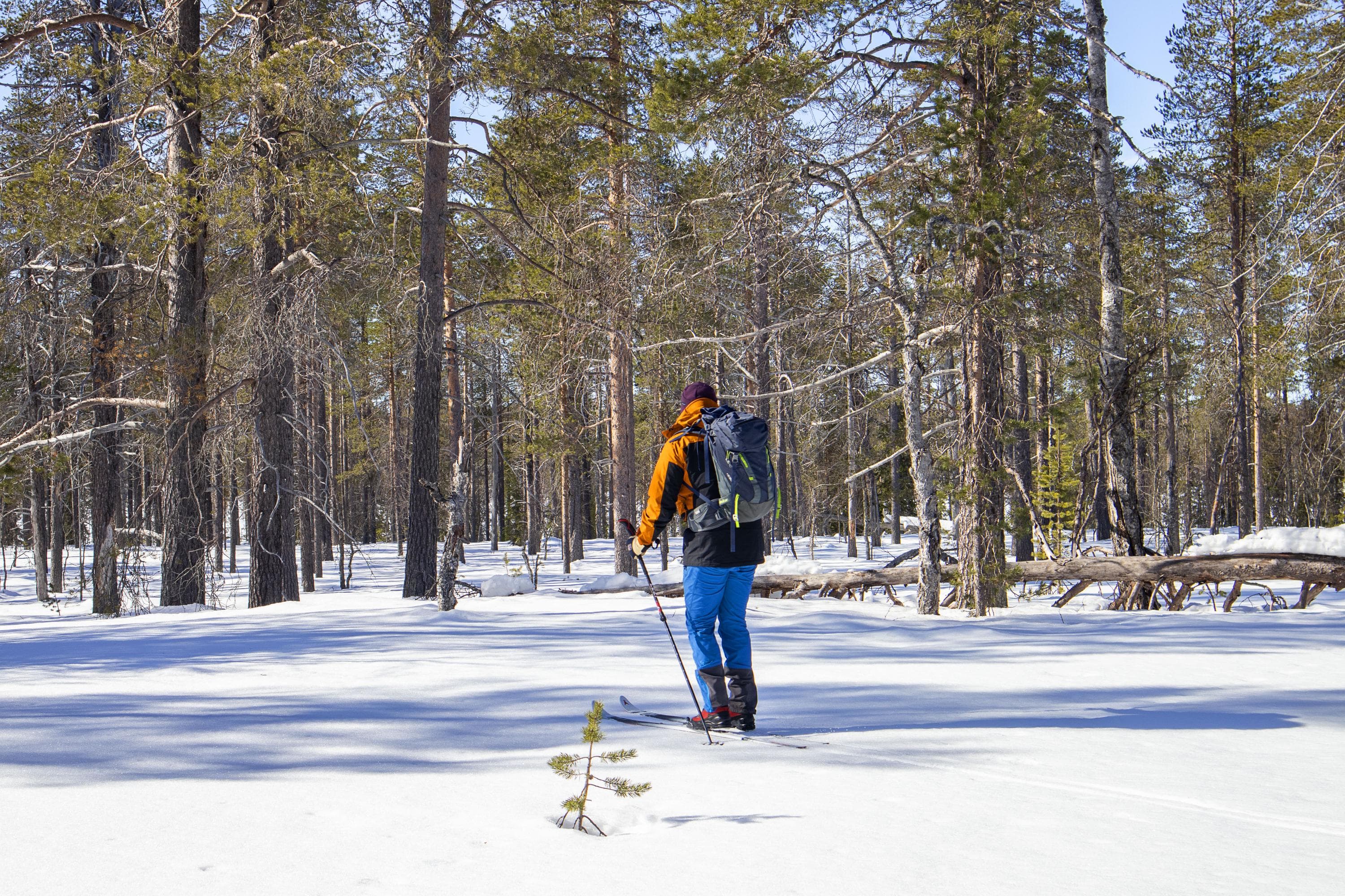 Kuva: Anna Pakkanen Hiihtelyä hangen pinnalla kohti metsää. Hiihtäjällä on rinkka selässään.
