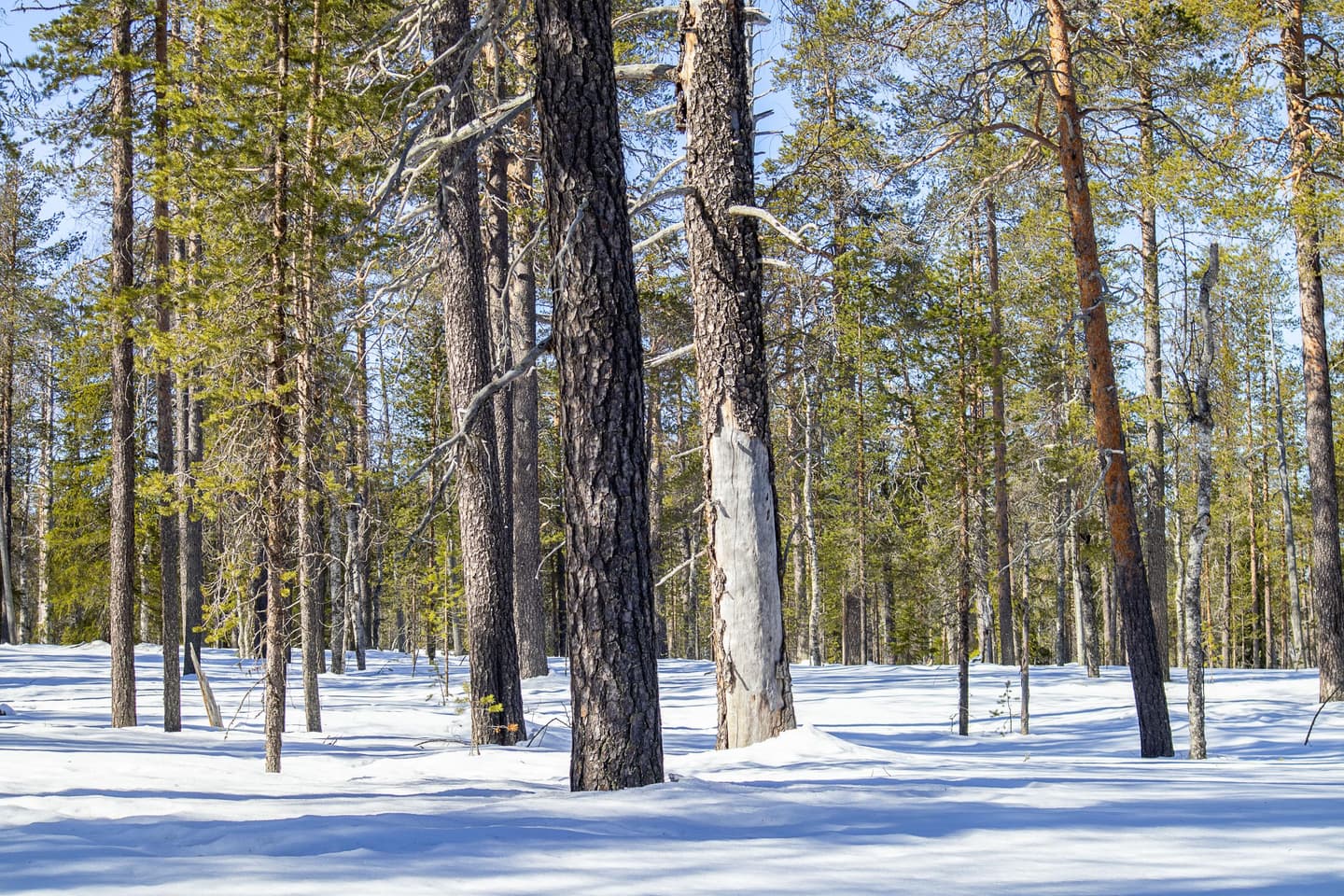Kuva: Anna Pakkanen Erikokoisia ja -ikäisiä puita talvisessa metsässä.