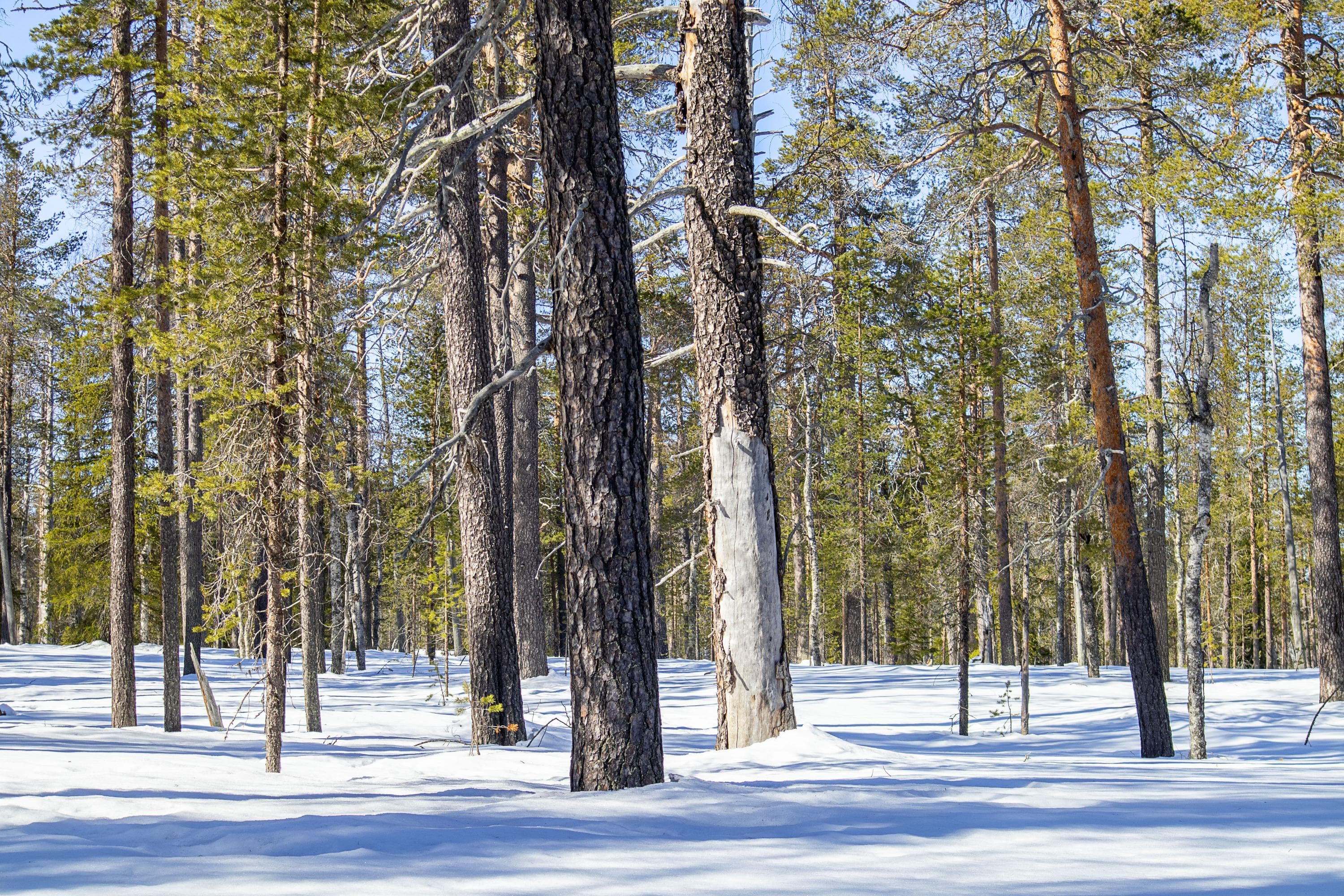 Kuva: Anna Pakkanen Erikokoisia ja -ikäisiä puita talvisessa metsässä.