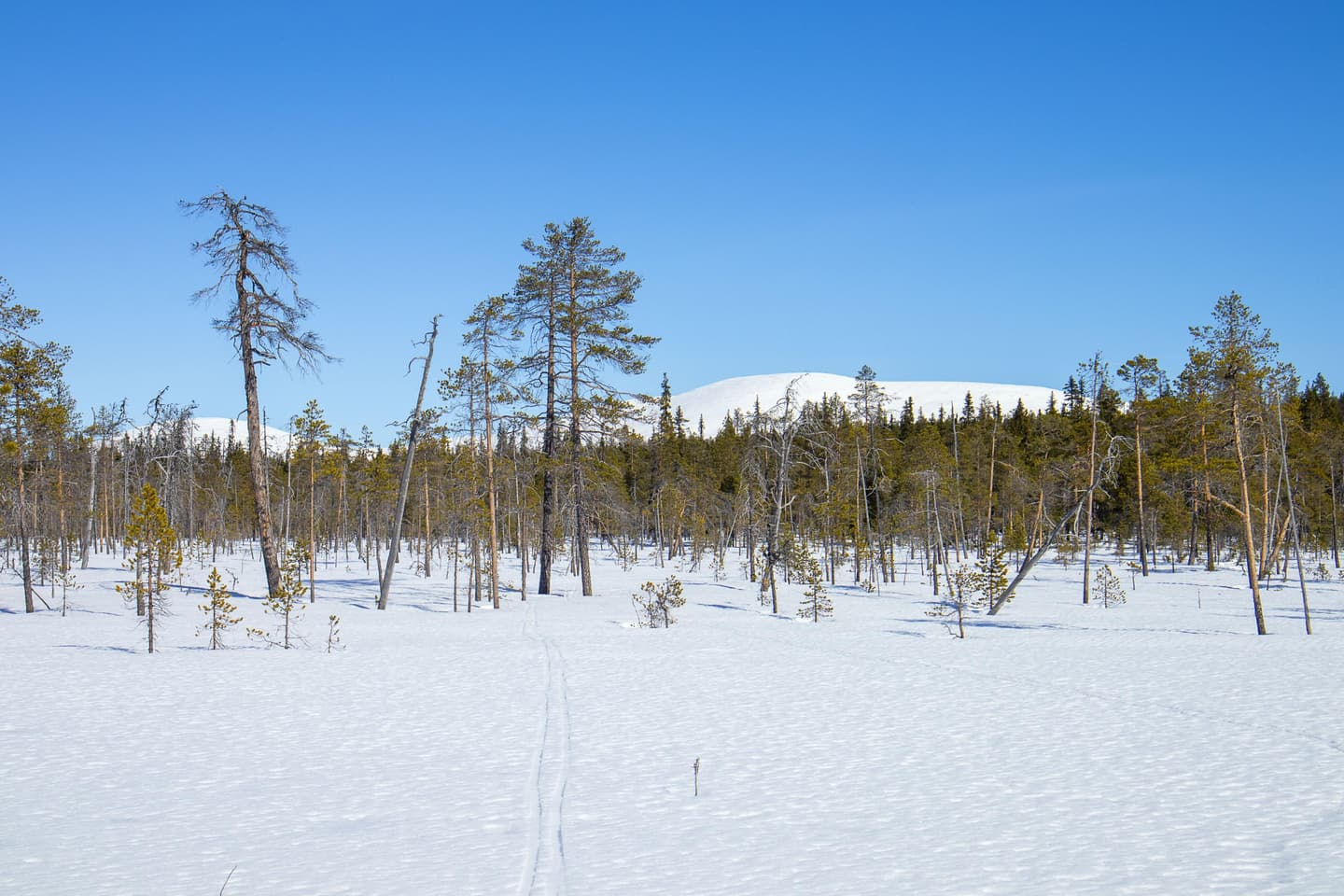 Kuva: Anna Pakkanen Suksen jälkiä hangen pinnalla. Taustalla metsää tunturin juurella.