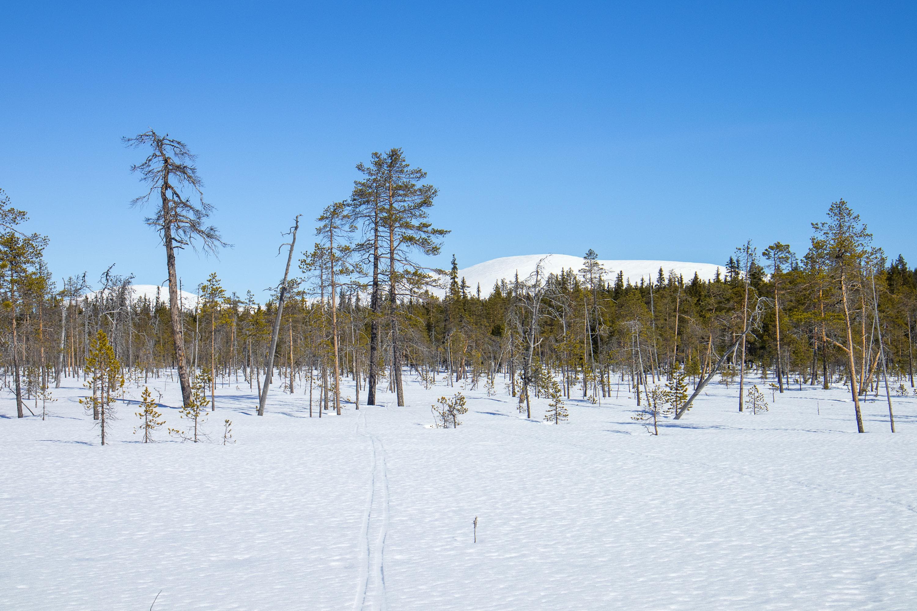 Kuva: Anna Pakkanen Suksen jälkiä hangen pinnalla. Taustalla metsää tunturin juurella.