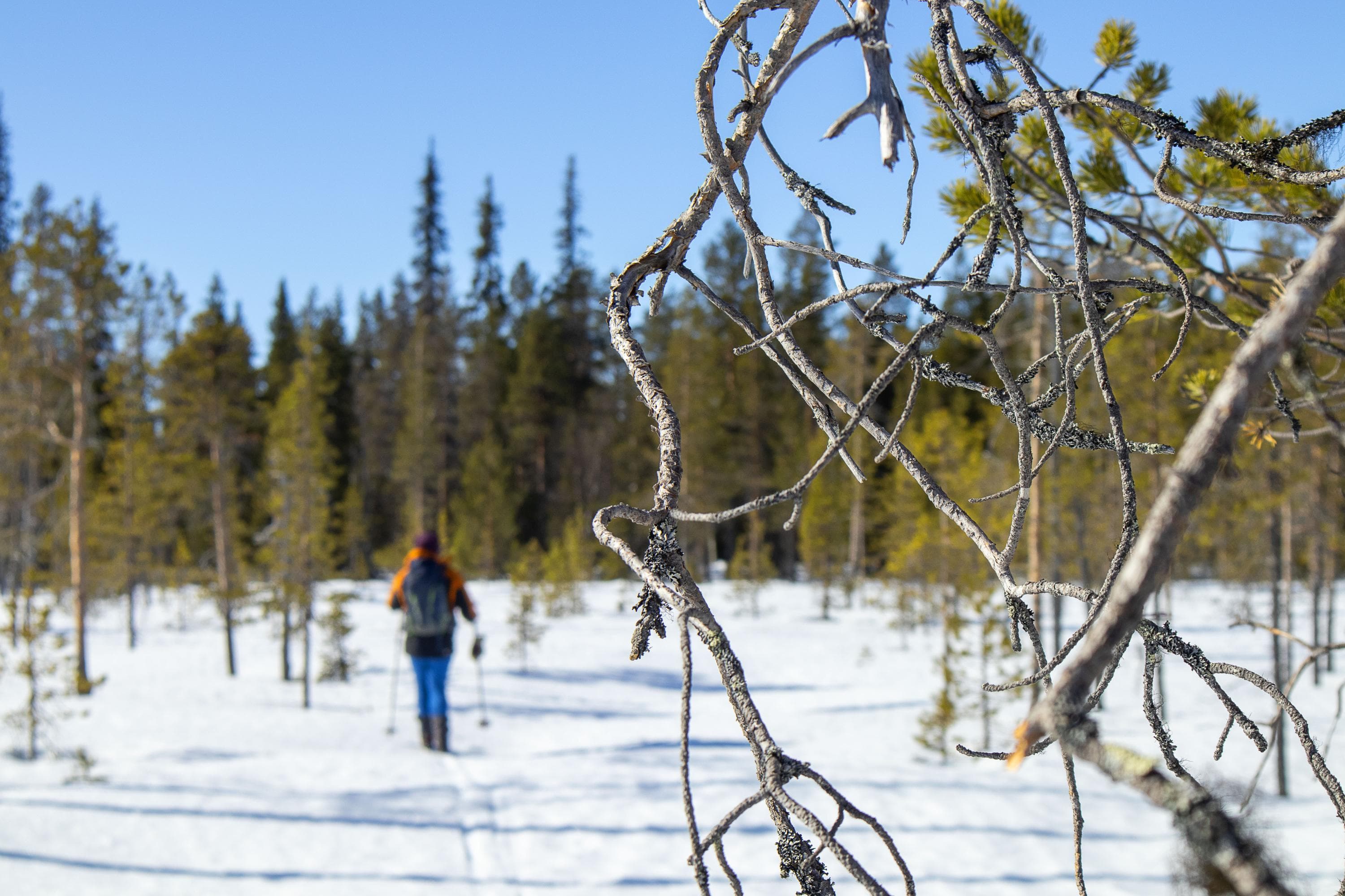 Kuva: Anna Pakkanen Hiihtäjä rinkka selässään menossa kohti metsää. Etualalla lähikuvassa ohuita puunoksia.