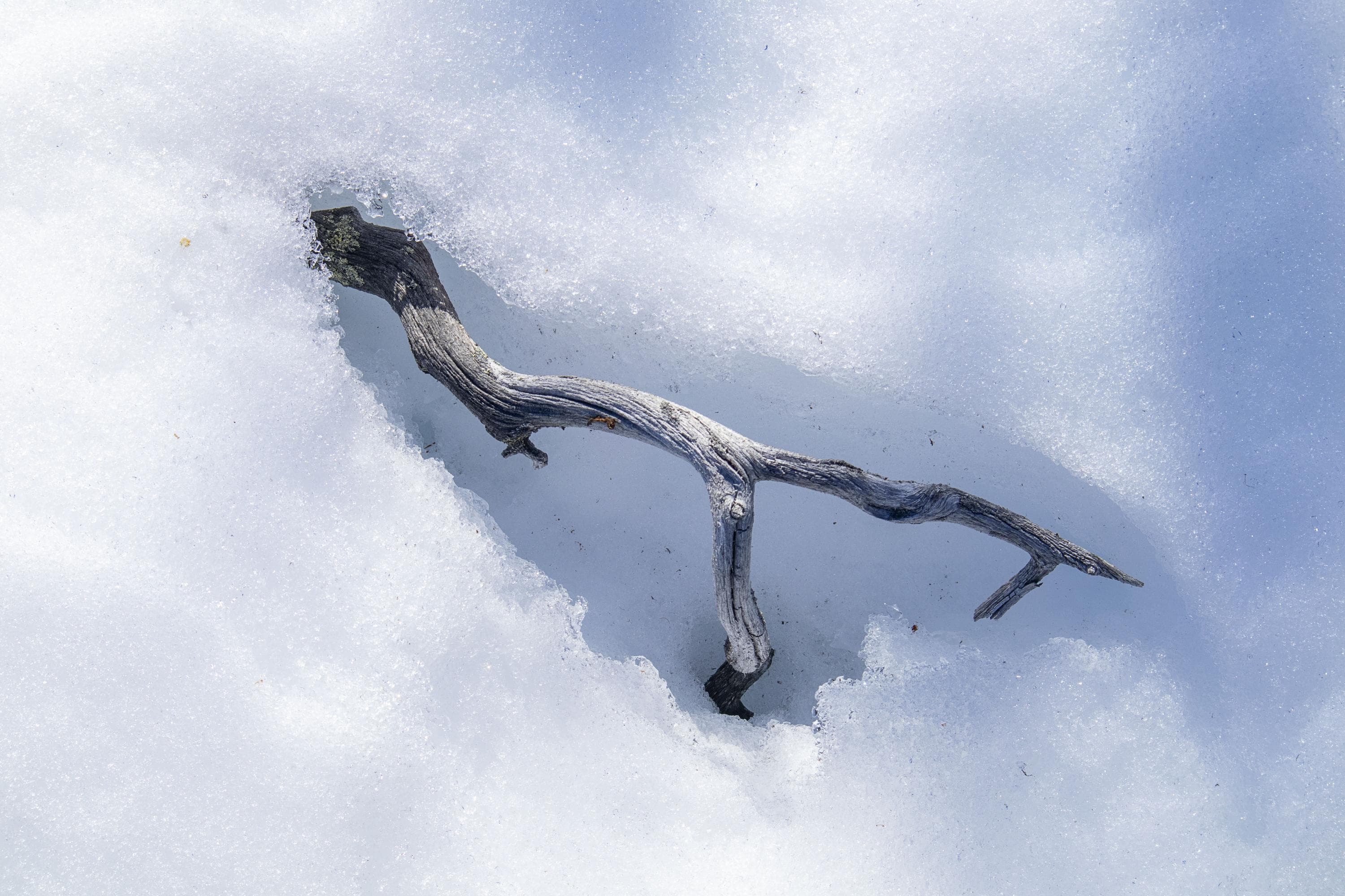 Kuva: Anna Pakkanen Kelottunutta puuta näkyvissä hankeen sulaneessa kohdasta.