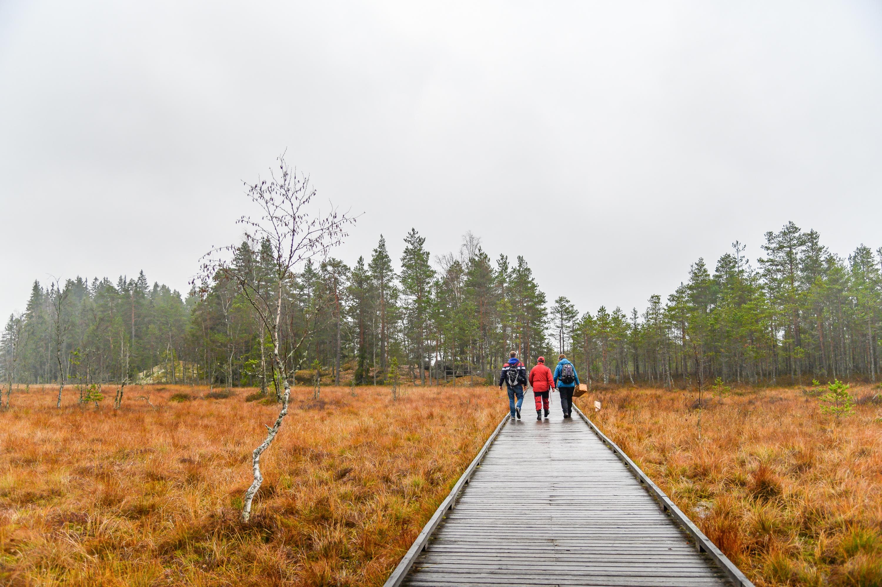 Kuva: Jasmin Järvelä Kolme retkeilijää esteettömällä pitkospuureitillä, selkä kuvaajaan päin. Taustalla syksyistä suota ja metsää.