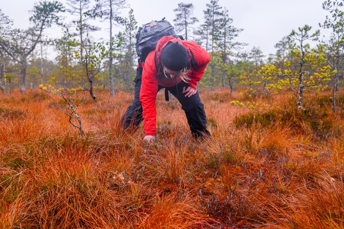 Image: Jasmin Järvelä A person bending down to pick cranberries on an autumn mire.