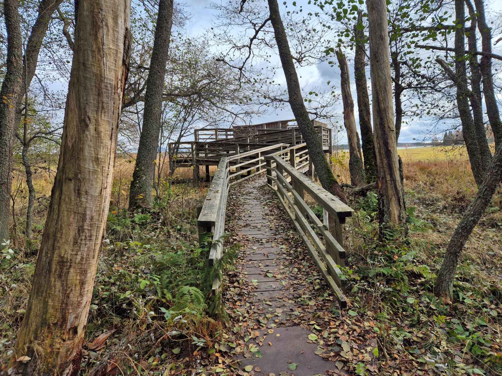 Kuva: Metsähallitus Laiturille vievä puinen kulkuväylä, jossa on kaiteet molemmin puolin.