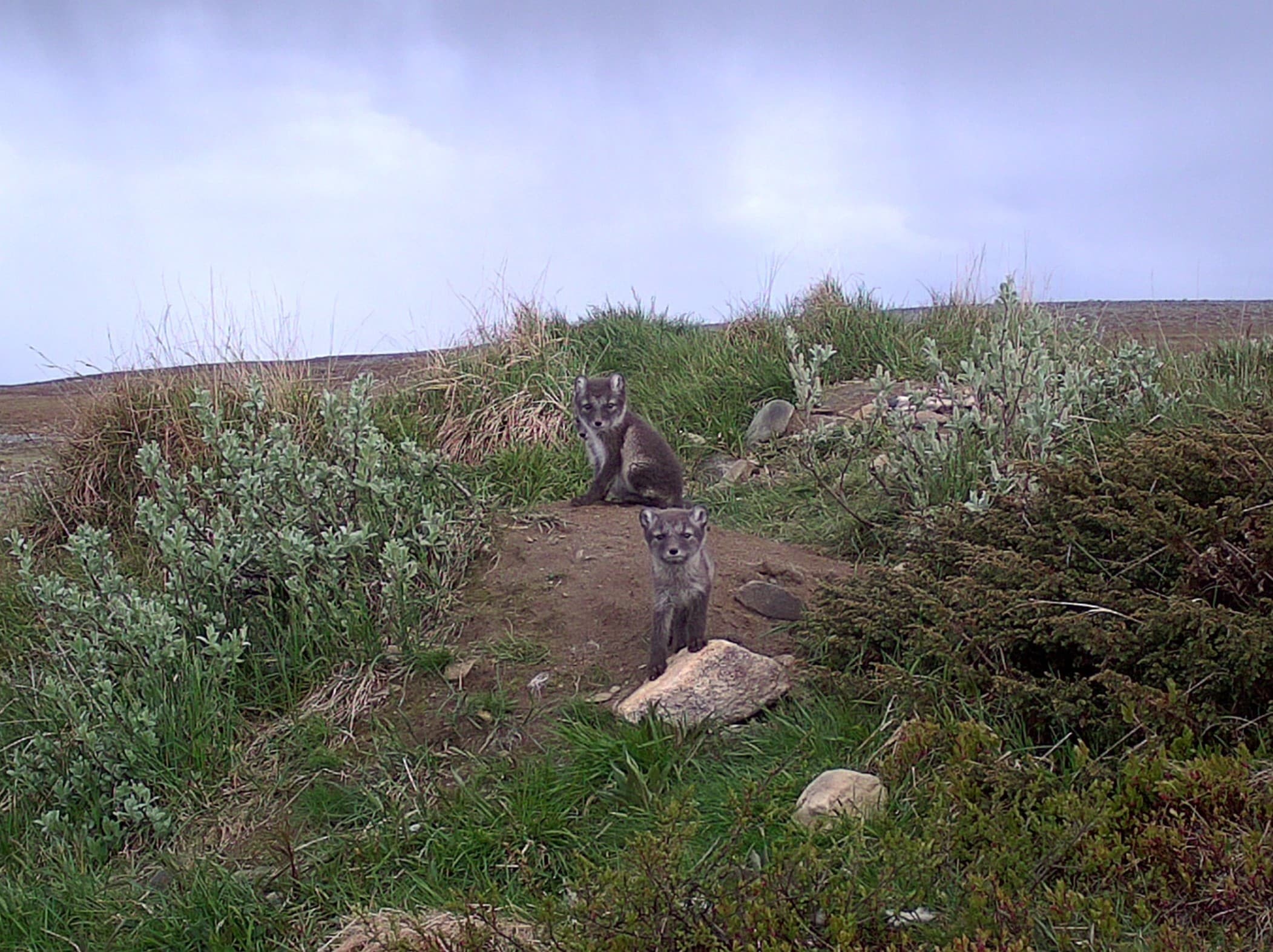 Kuva: Metsähallitus ja WWF Kaksi naalinpoikasta katsoo kohden kameraa.