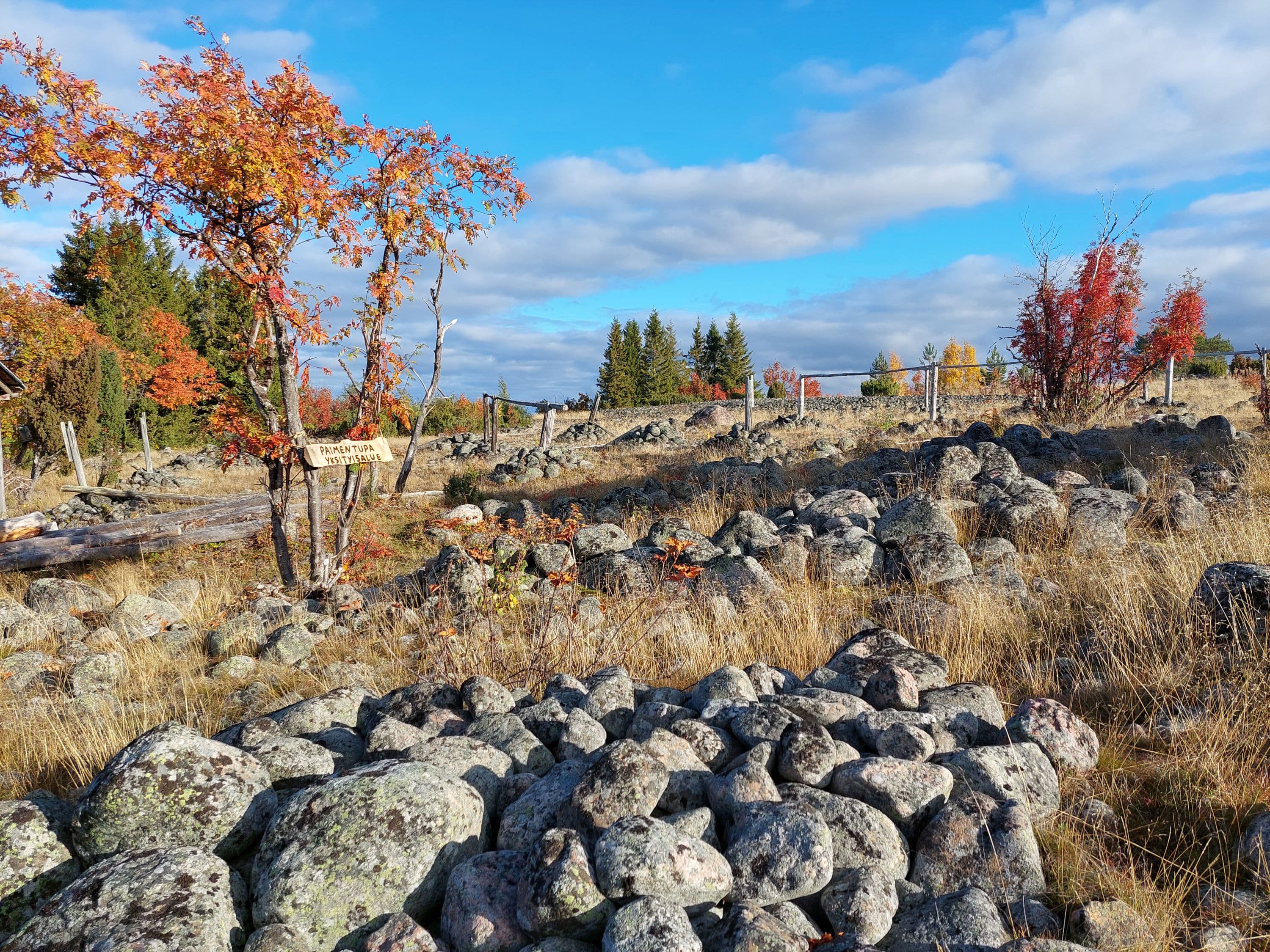 Kuva: Heli Suurkuukka Avoin kivikkoinen alue, jonka keskellä vanhoja verkonkuivaustelineitä. Pihlajien lehdet ovat ruskan värjäämiä.