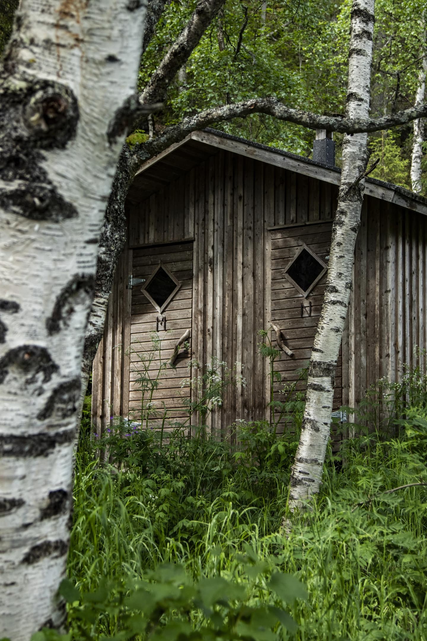 Image: Jonna Kalliomäki A grey toilet in the middle of a birch forest.