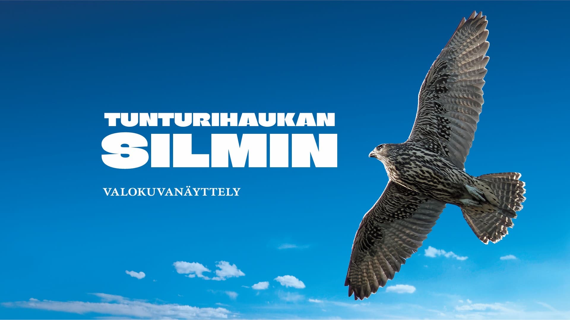 Image: Riku Lumiaro / Syke The image shows a gyrfalcon gliding against a clear blue sky and a text: “Through the Eyes of the Gyrfalcon – A Photography Exhibition”.