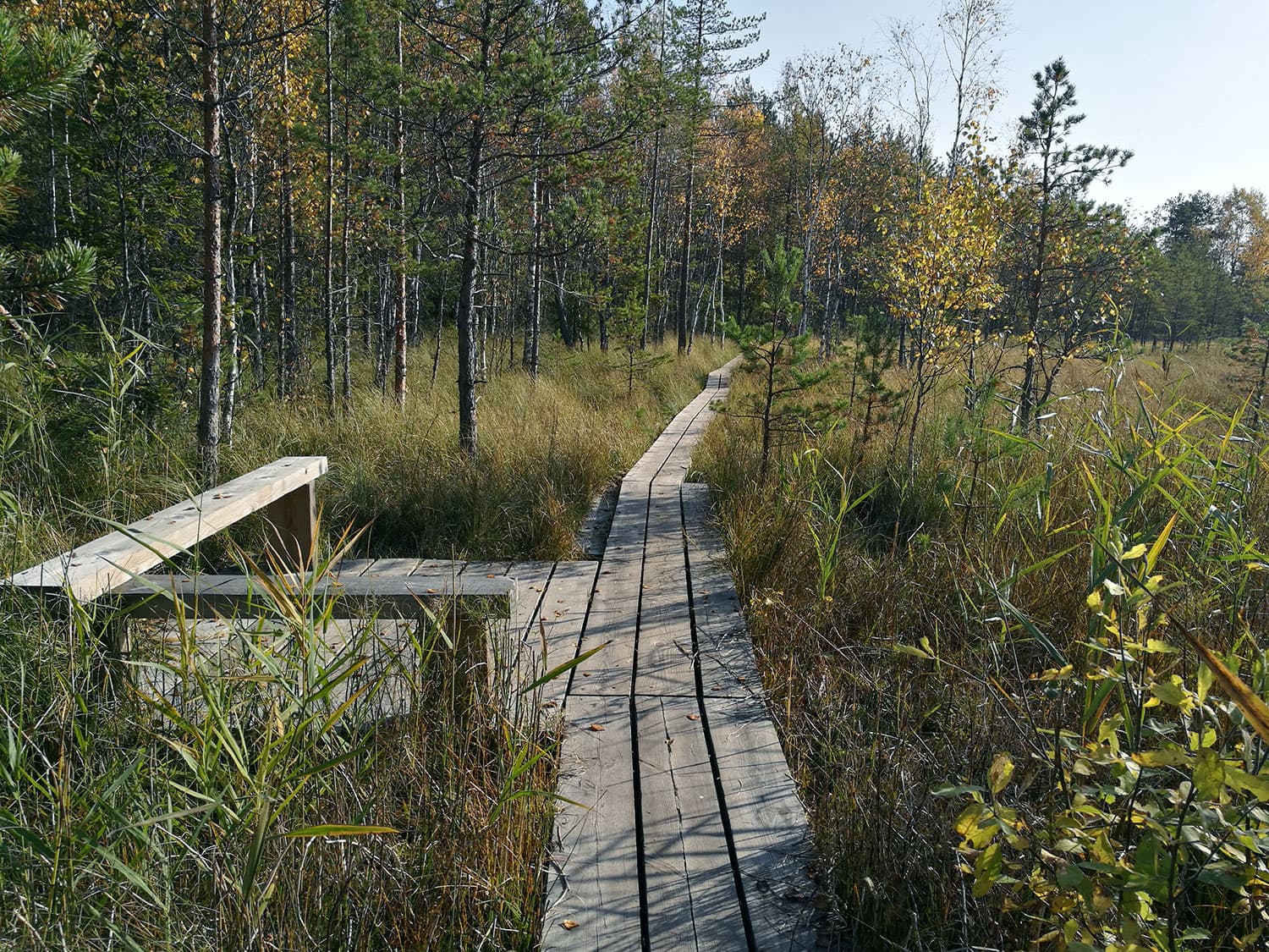 Kuva: Outi Ala-Härkönen Pitkospuut sekä levikkeellä levähdyspenkki syksyisessä suomaisessa.