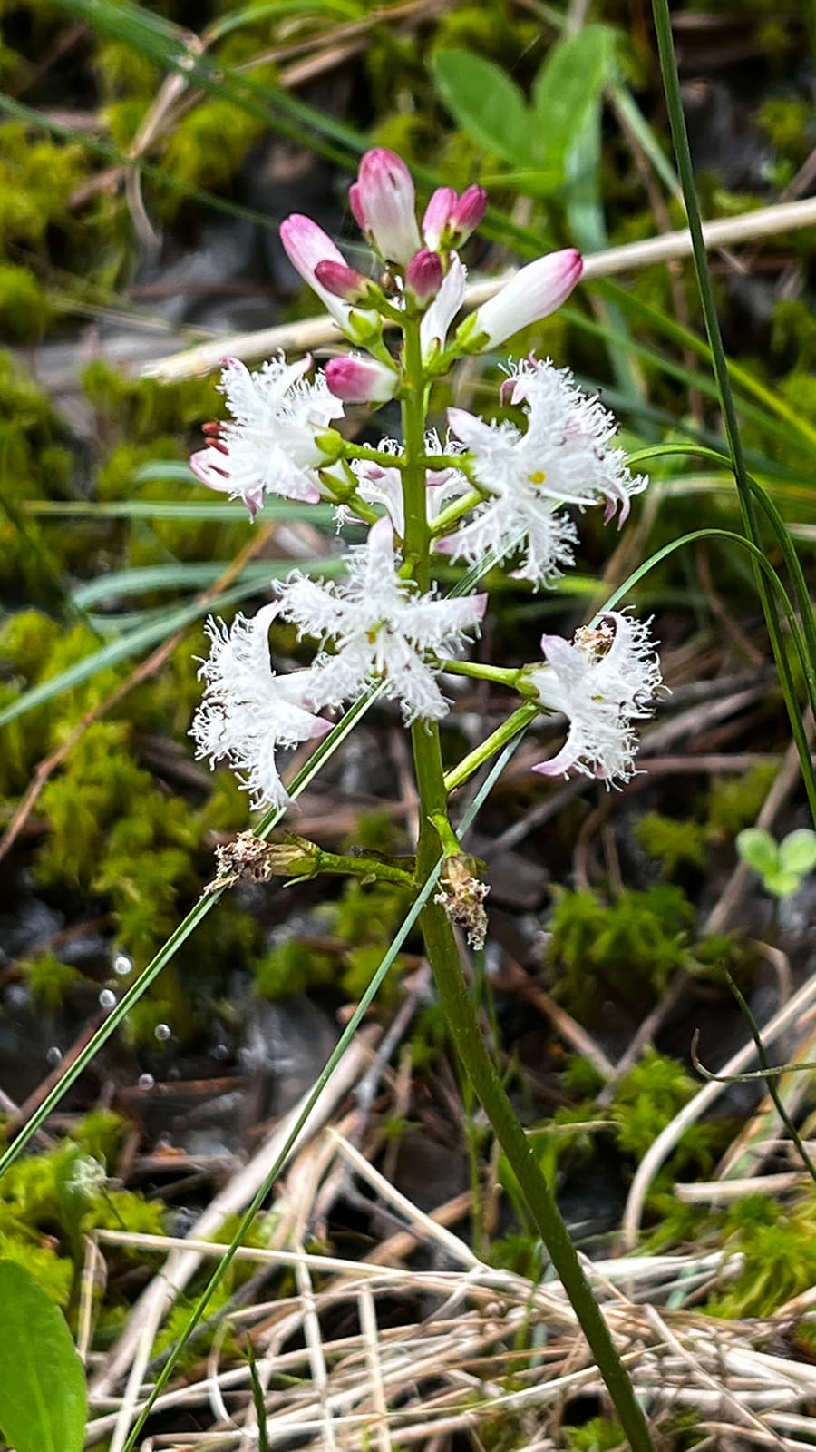 Image: Saija Salo Bogbean in bloom.