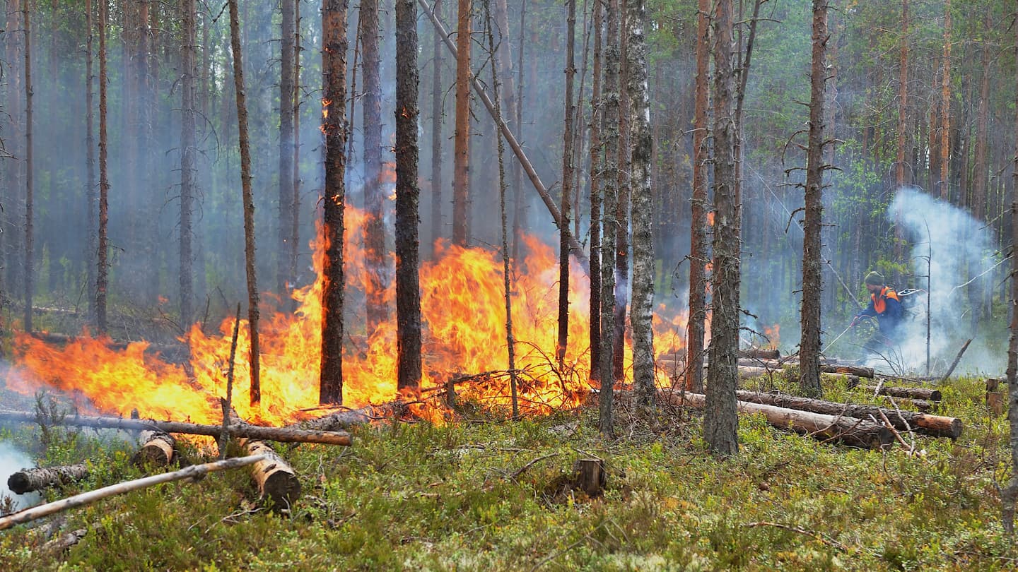 Kuva: Ilkka Immonen Harvassa metsässä poltetaan.